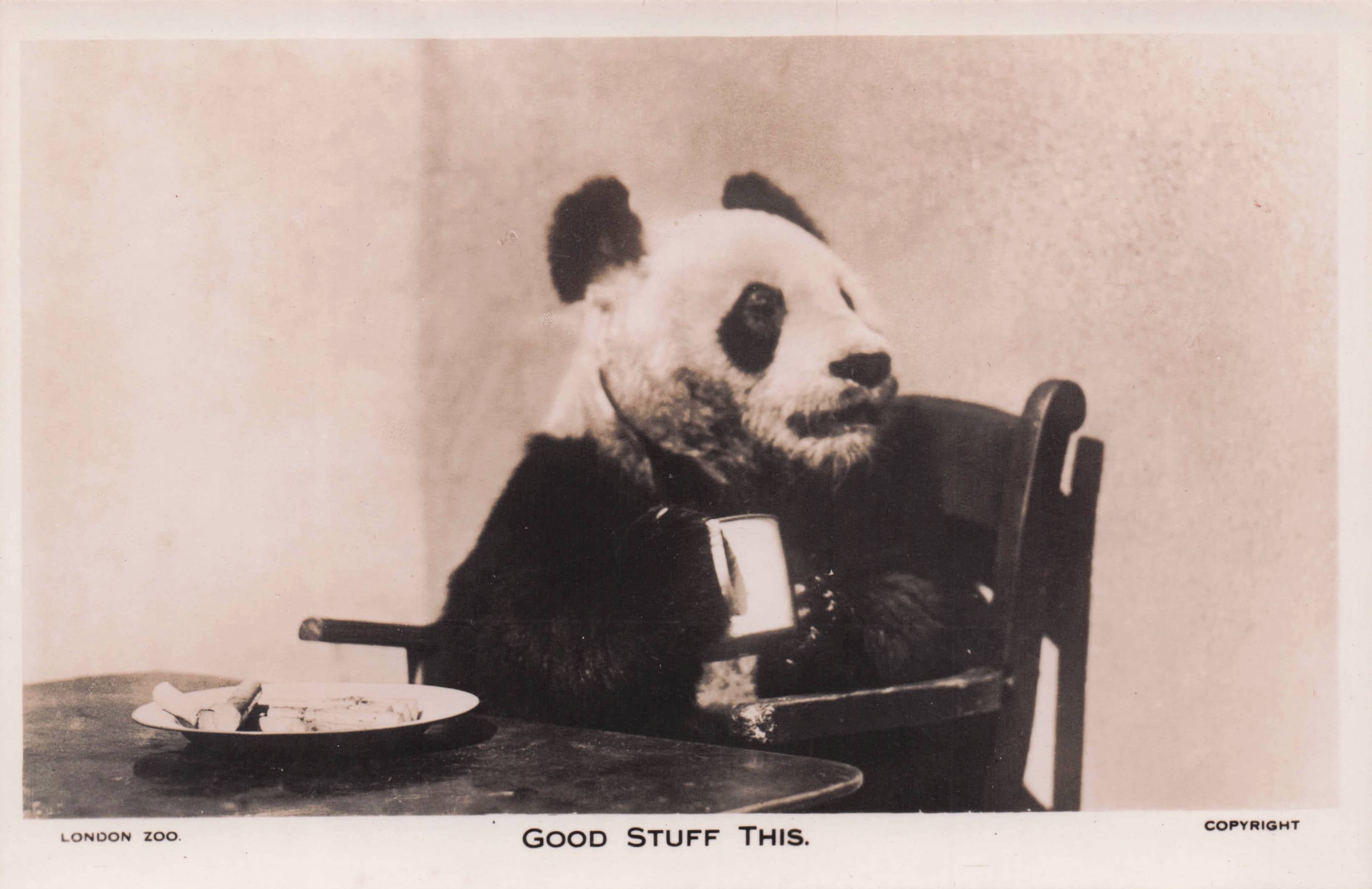 Office Panda Bear London Zoo RARE Old Real Photo Postcard