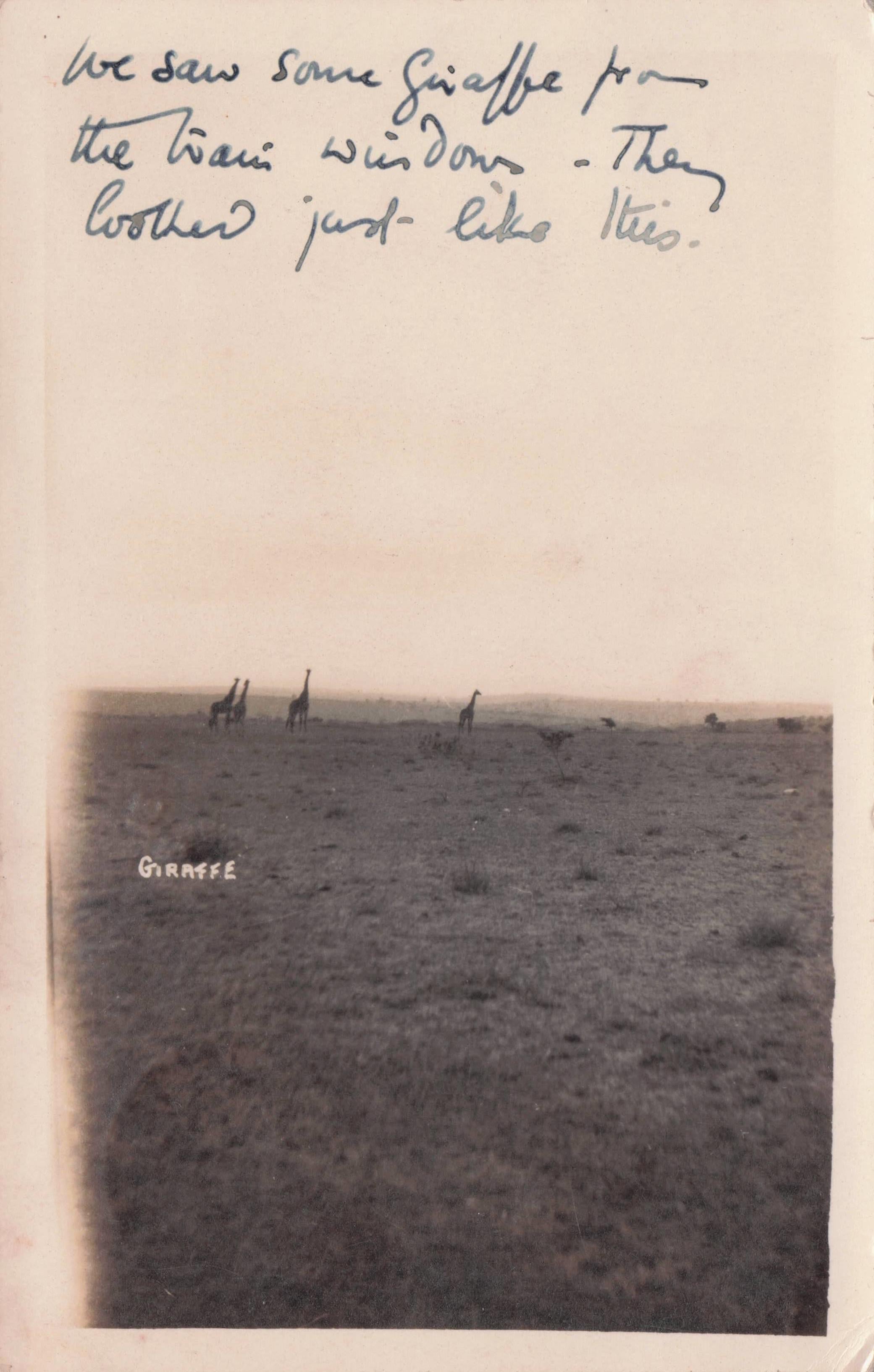 We Spotted Giraffes Antique Kenya Real Photo Postcard