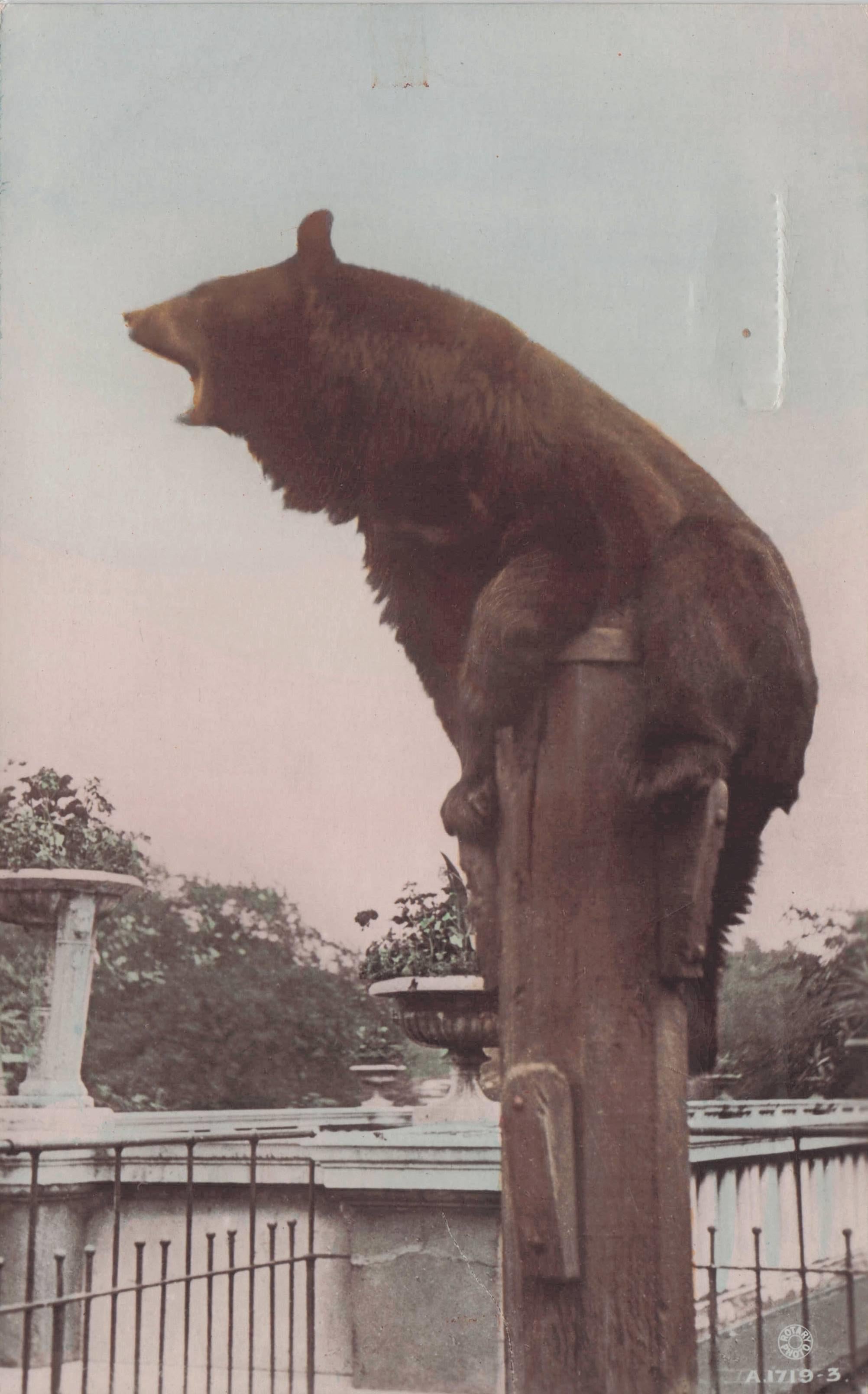 Bear Roaring On Fence Post RARE Hand Painted Old WW1 RPC Postcard