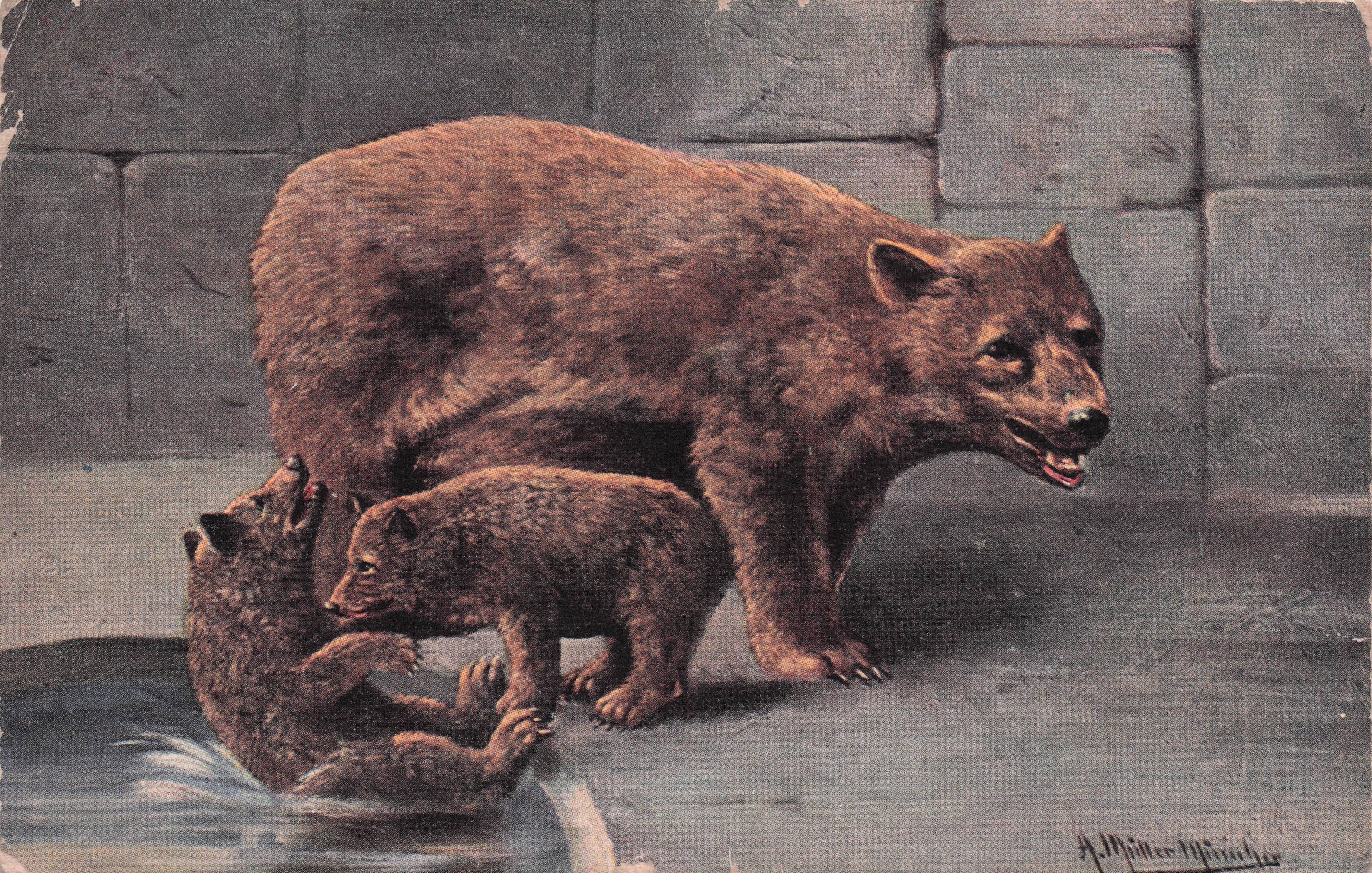 Switzerland Baby Zoo Bear Falling In Water Disaster Old Postcard