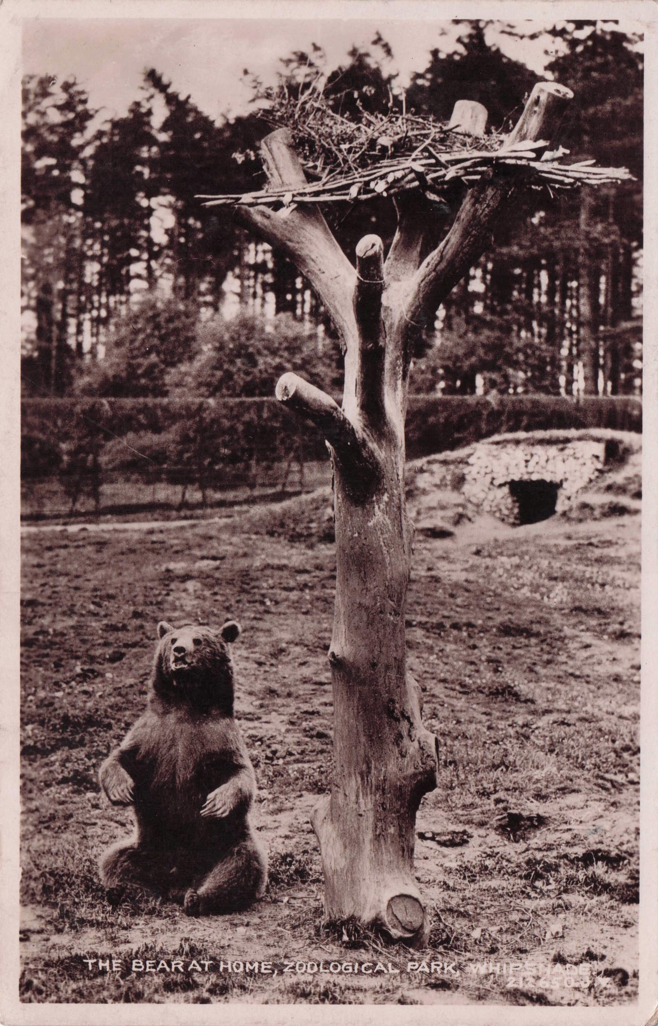 Whipsnade London Zoo Park Bear At Home Valentines RPC Old Postcard