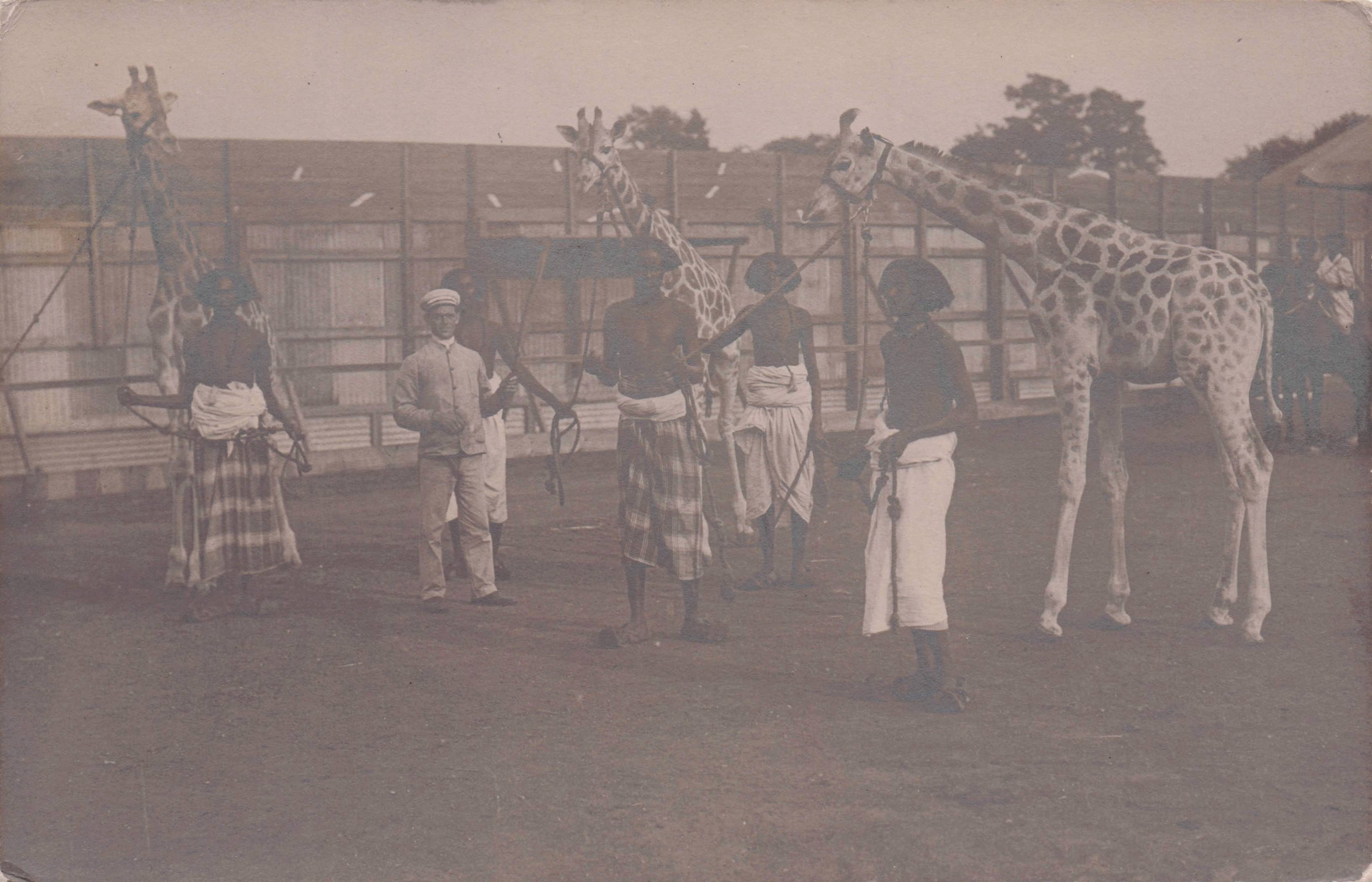 Unidentified African Giraffe & Trainers Zoo Game Park Old Postcard
