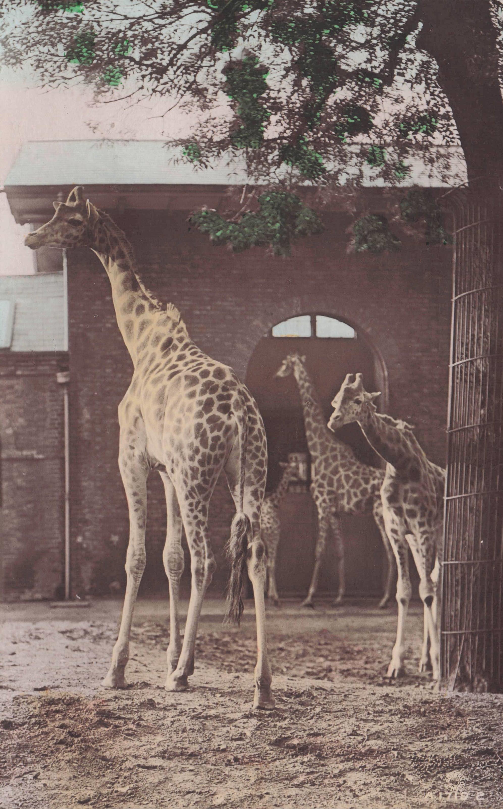 Giraffes Zoo RARE Antique Hand Painted Real Photo Postcard