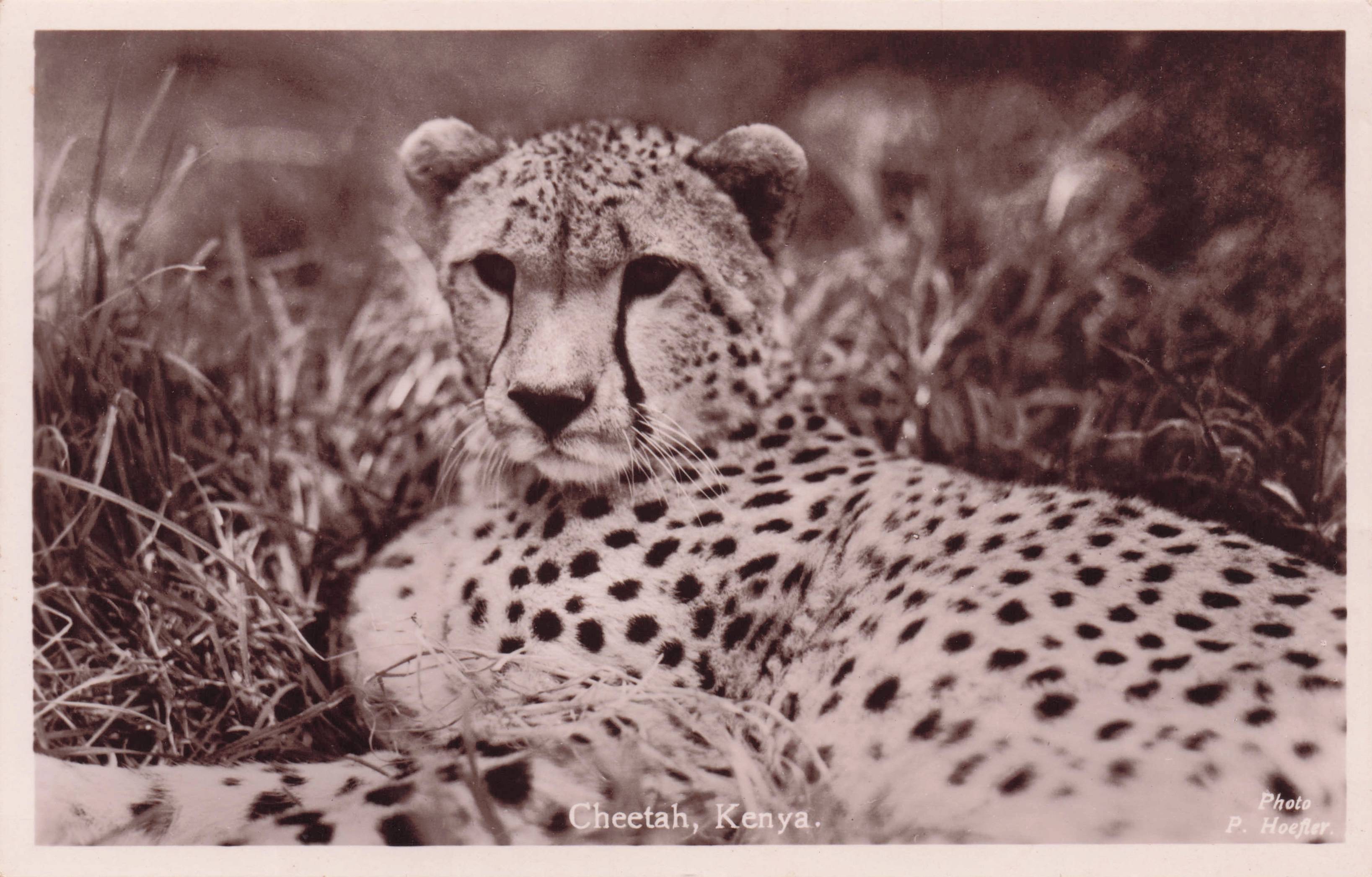 Kenya Cheetah Resting Antique African Real Photo Postcard