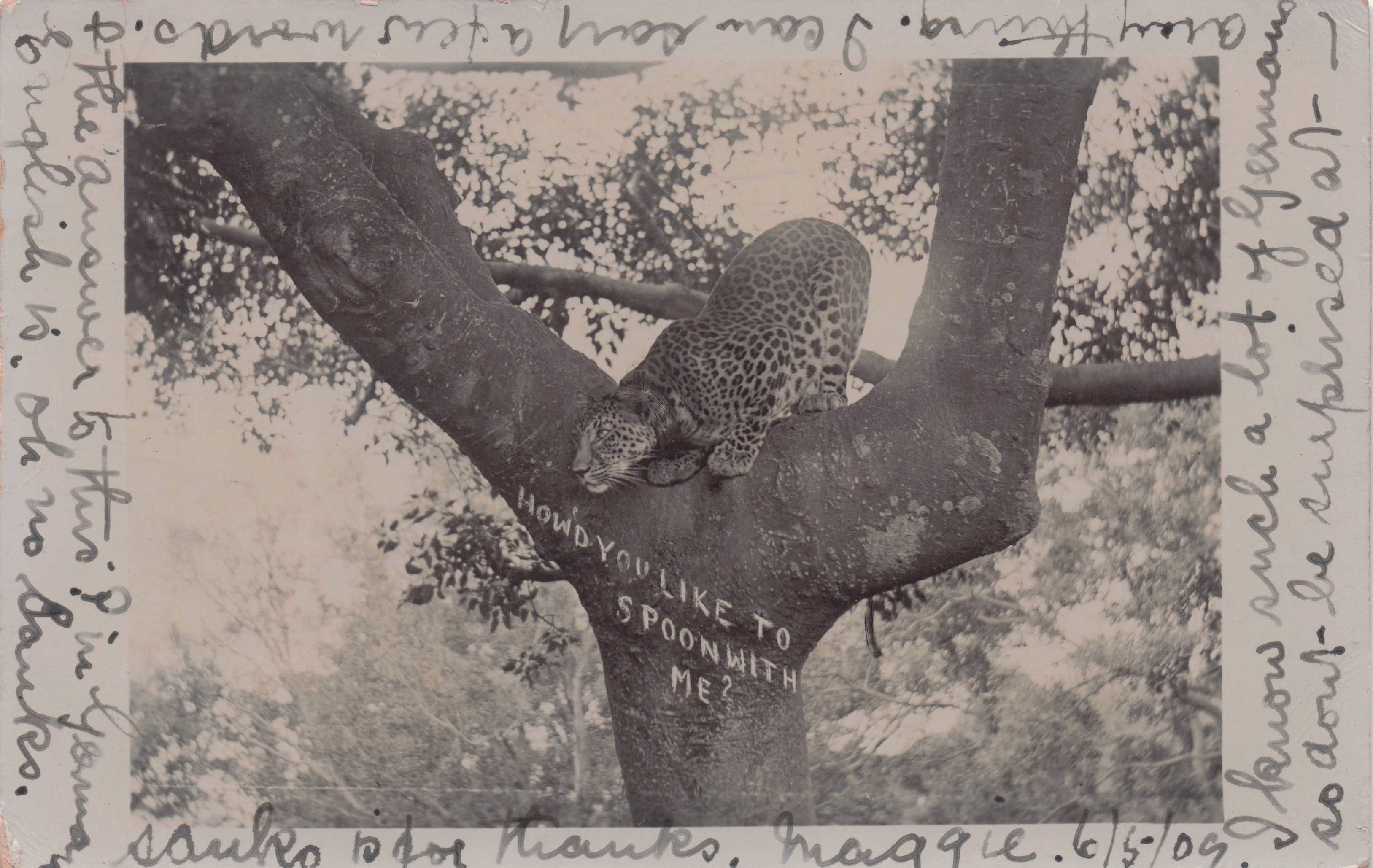 Cheetah Leopard Wanting To Kiss You Animal Spooning Old RPC Postcard