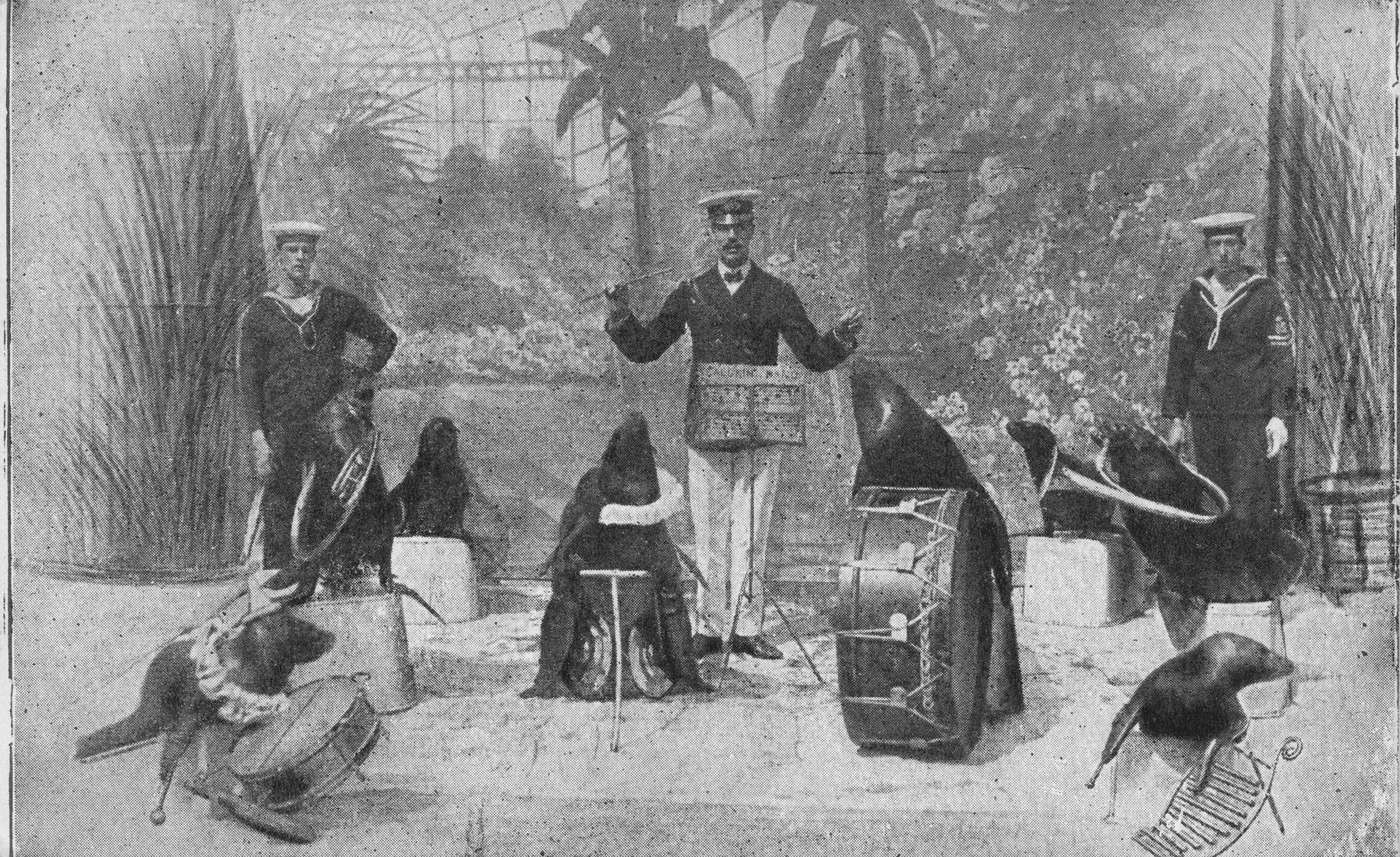 Sea Life Lion Seal Classical Orchestra Military Sailors Old Postcard