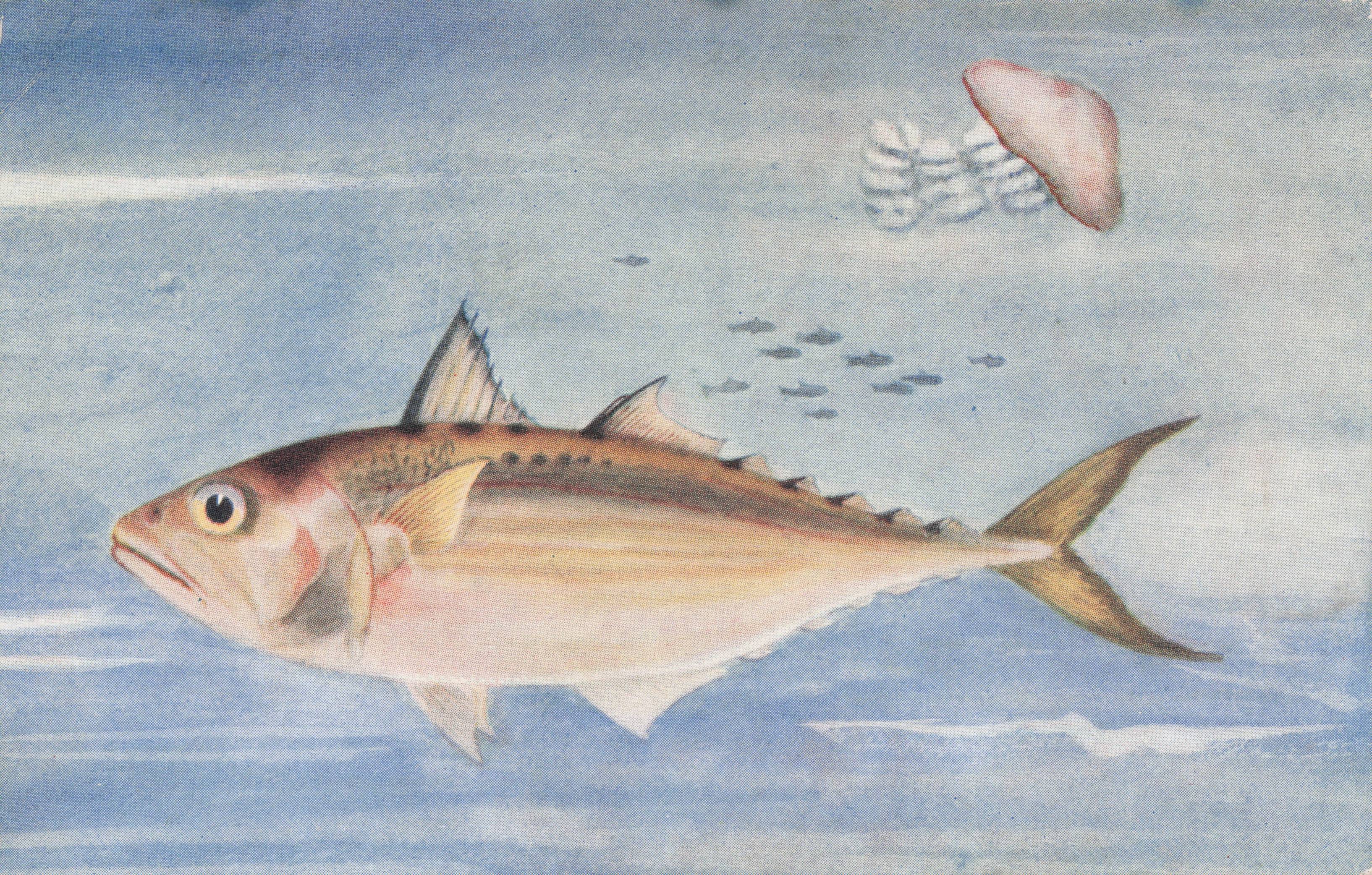 Indian Mackerel Madras Ocean Fish Sea Life Antique Rare Postcard