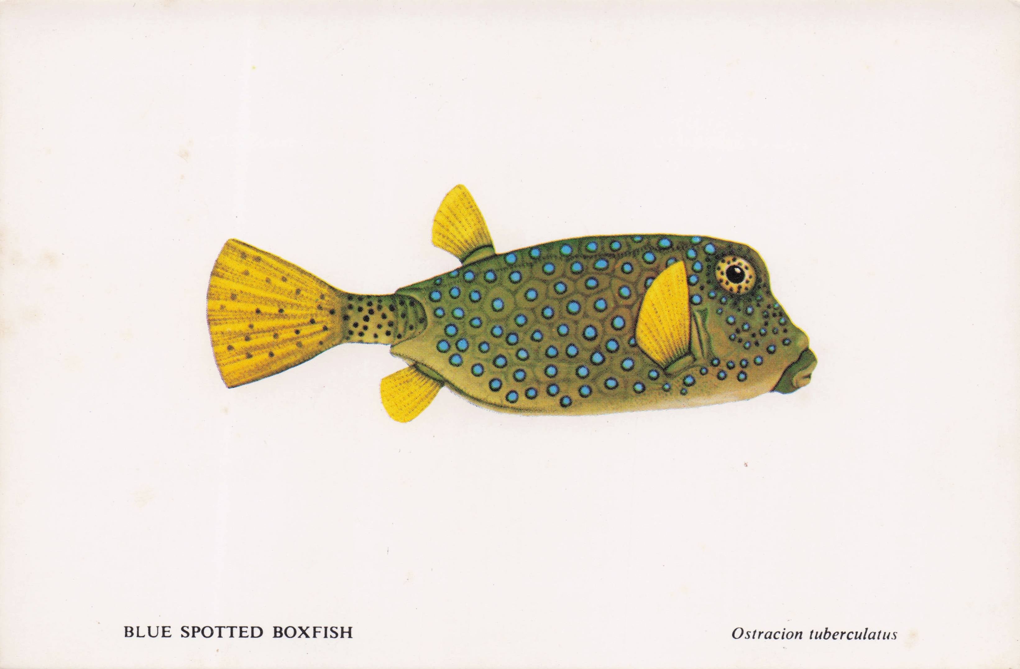 Blue Spotted Boxfish Sea Life Durban African Aquarium Postcard