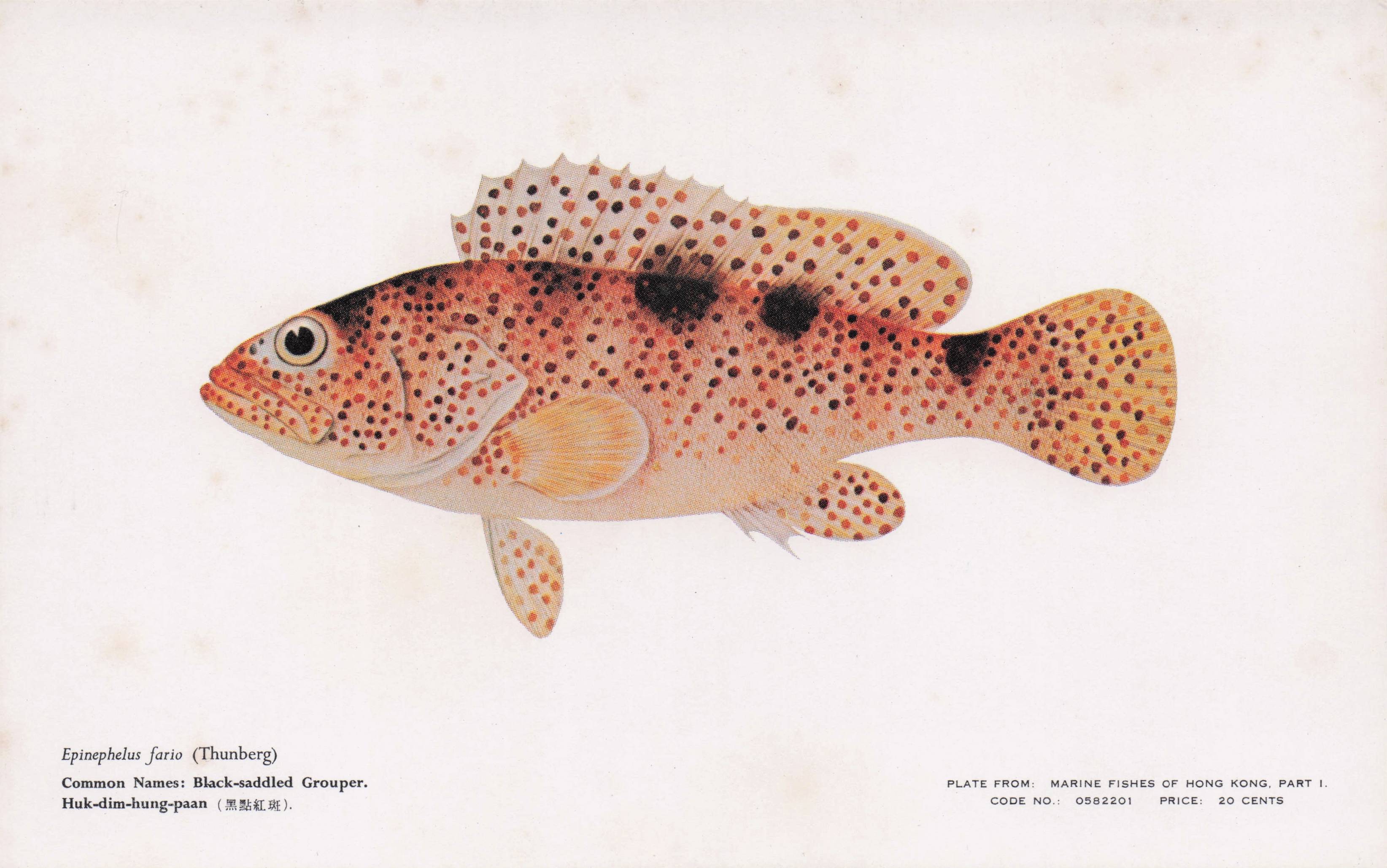 Thunberg Black Saddled Grouper Fish Asian Rare Postcard