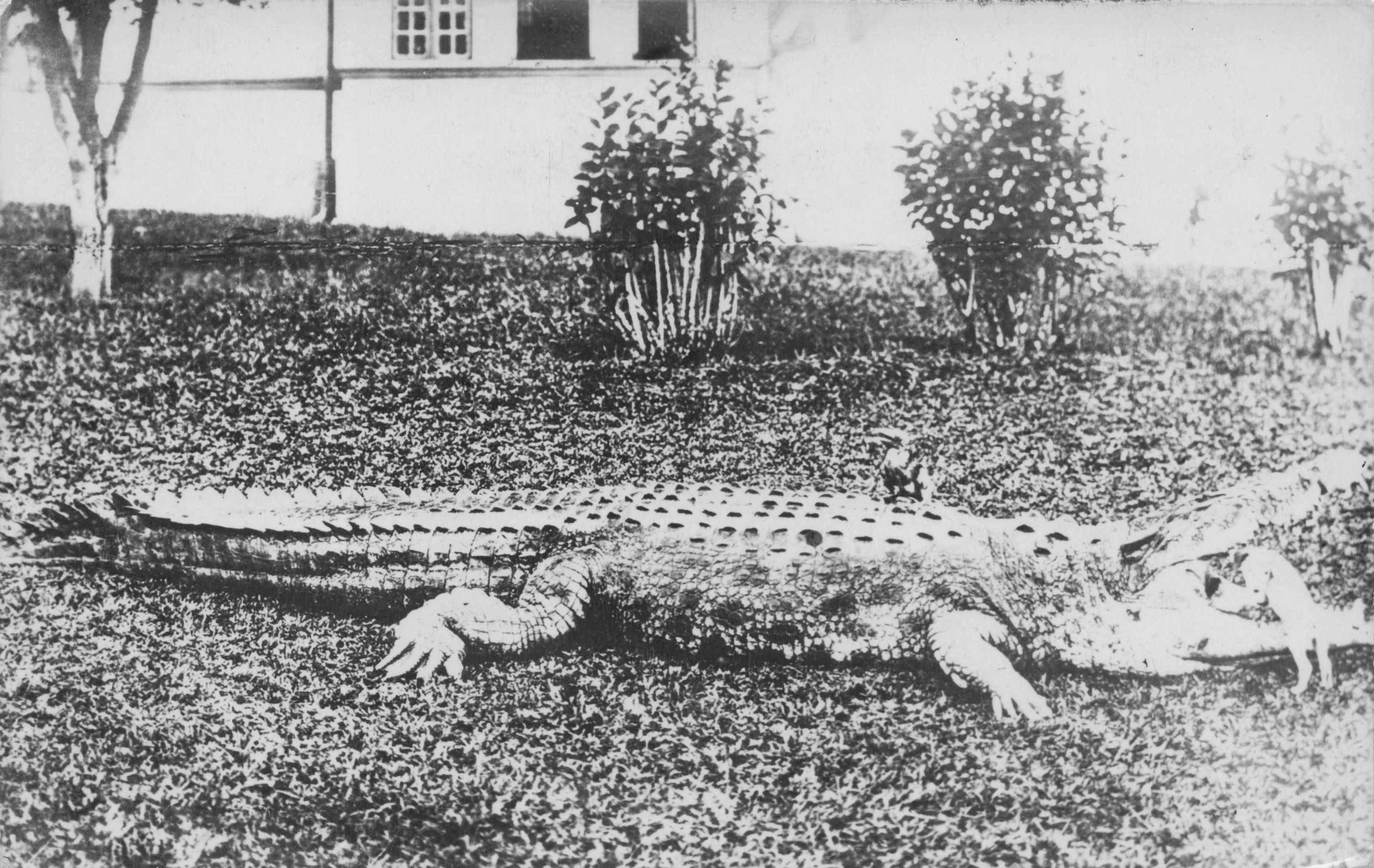 Crocodile About To Bite Animal Reptlie Disaster Old RPC Postcard