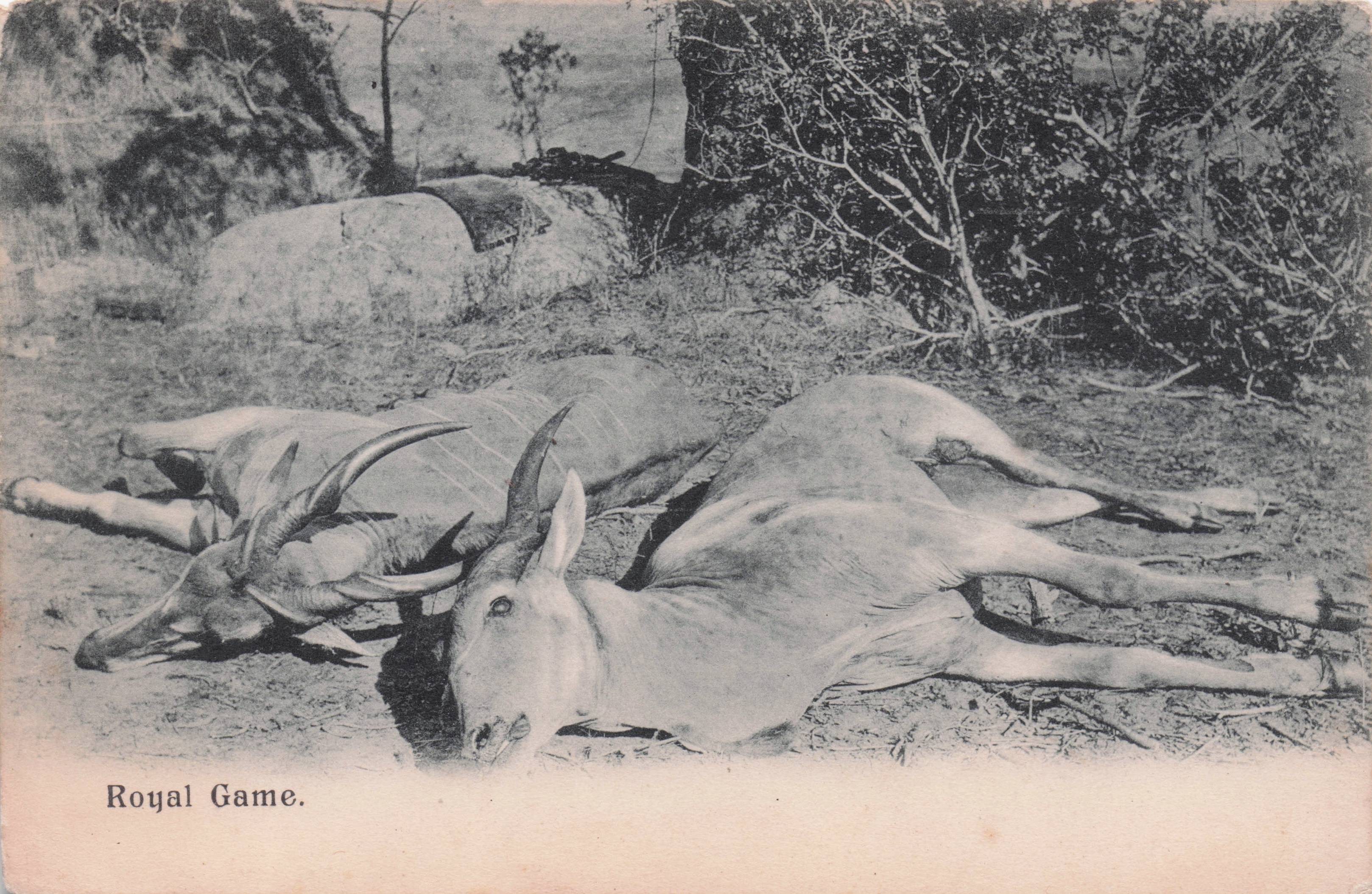 Royal Game Hunted Killed Deer Animal Murder Old Postcard