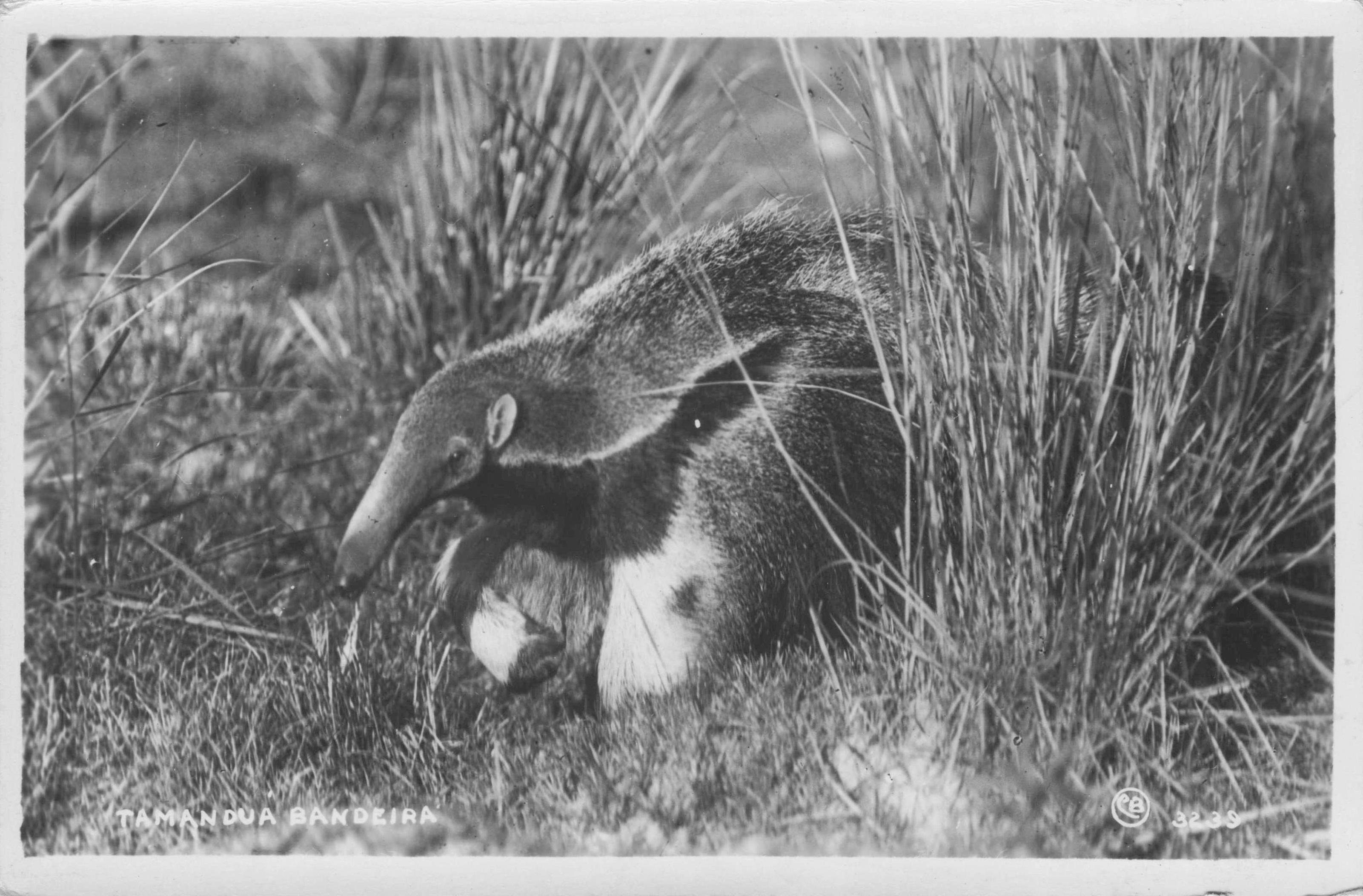 Tamandua Bandeira Brazil Giant Anteater Animal Old RPC Postcard