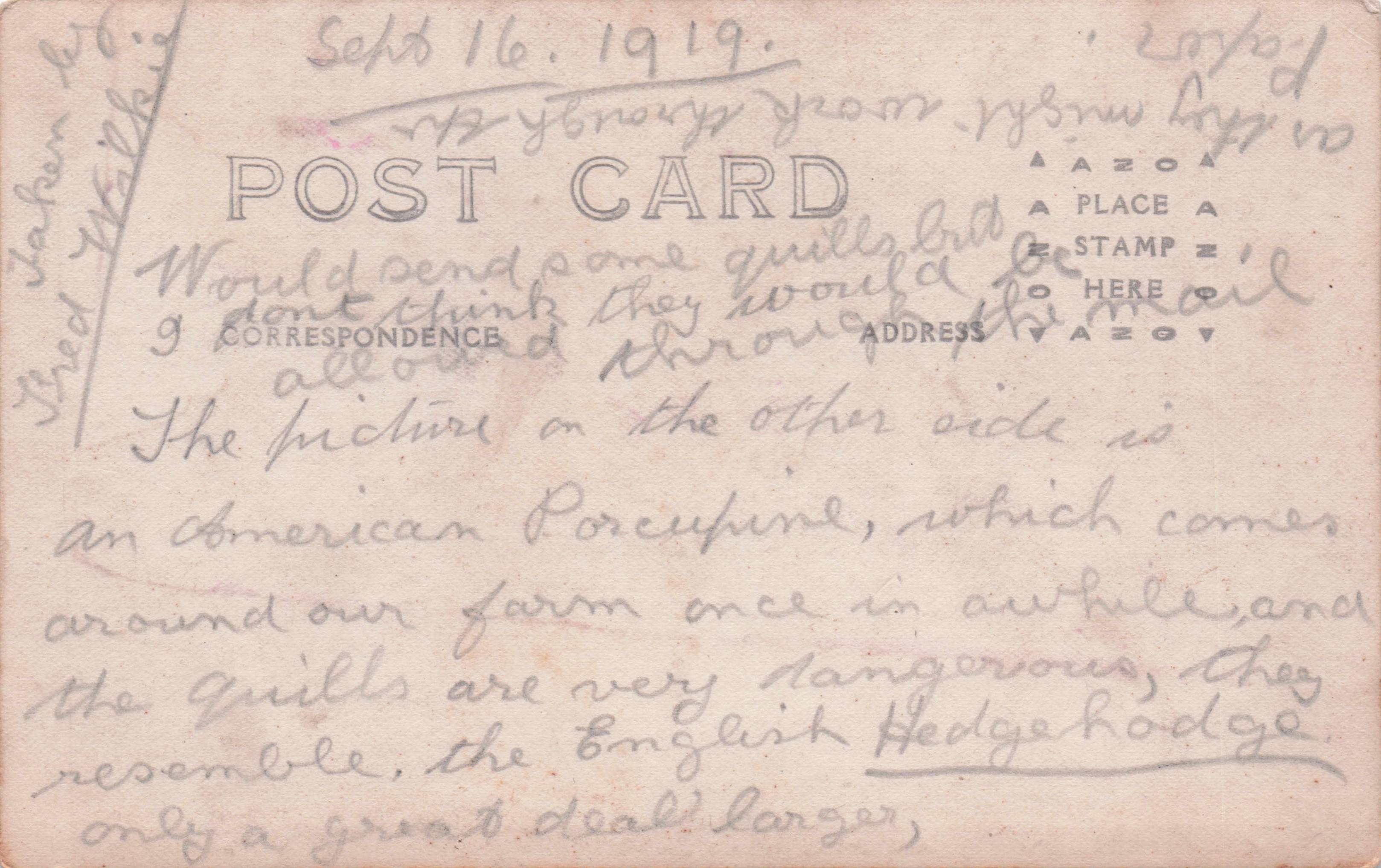 Philippines Porcupine 1919 Real Photo Owner Encounter Postcard