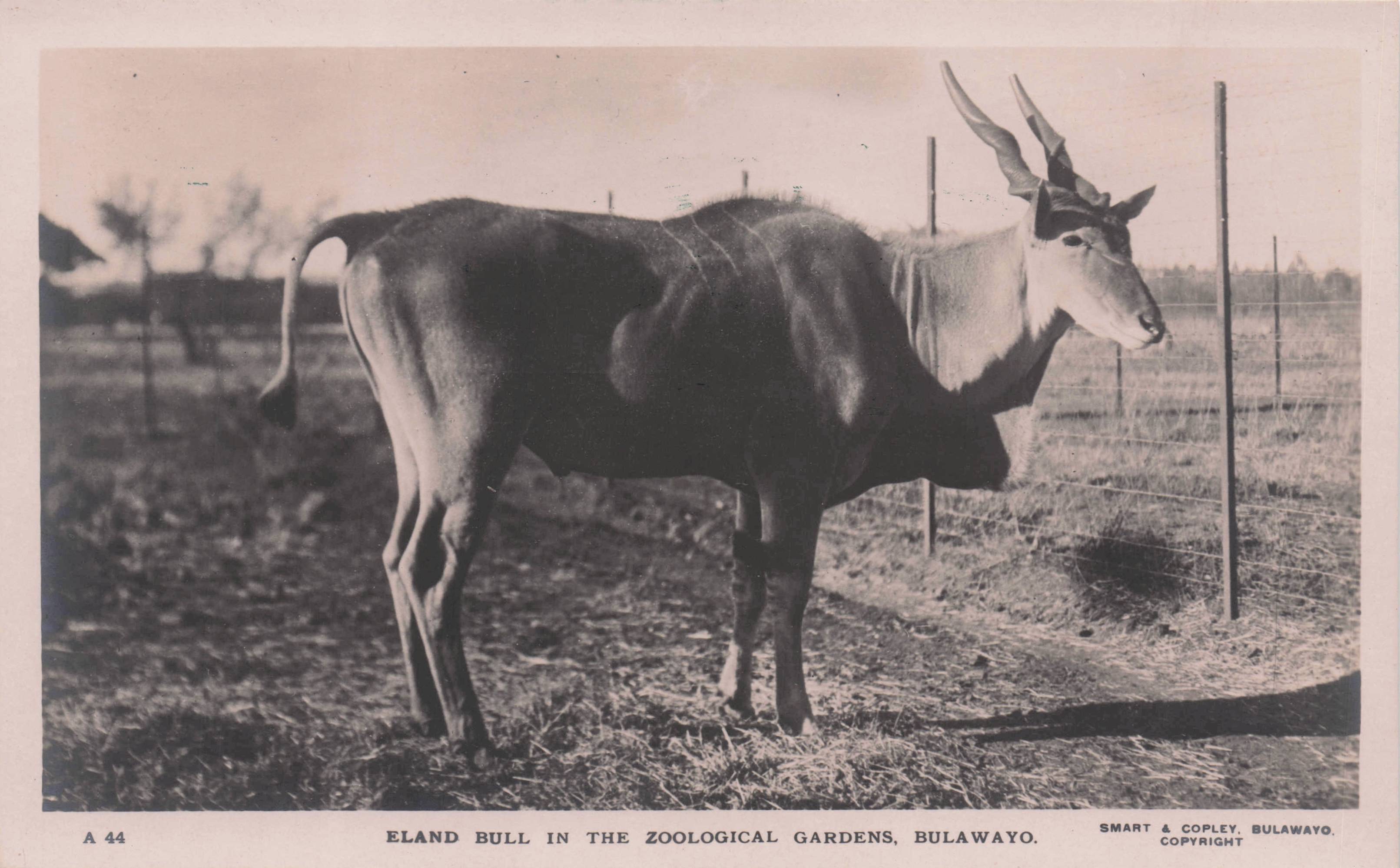 Eland Bull in Bulawayo Zoo Rhodesia Africa RPC Old Postcard