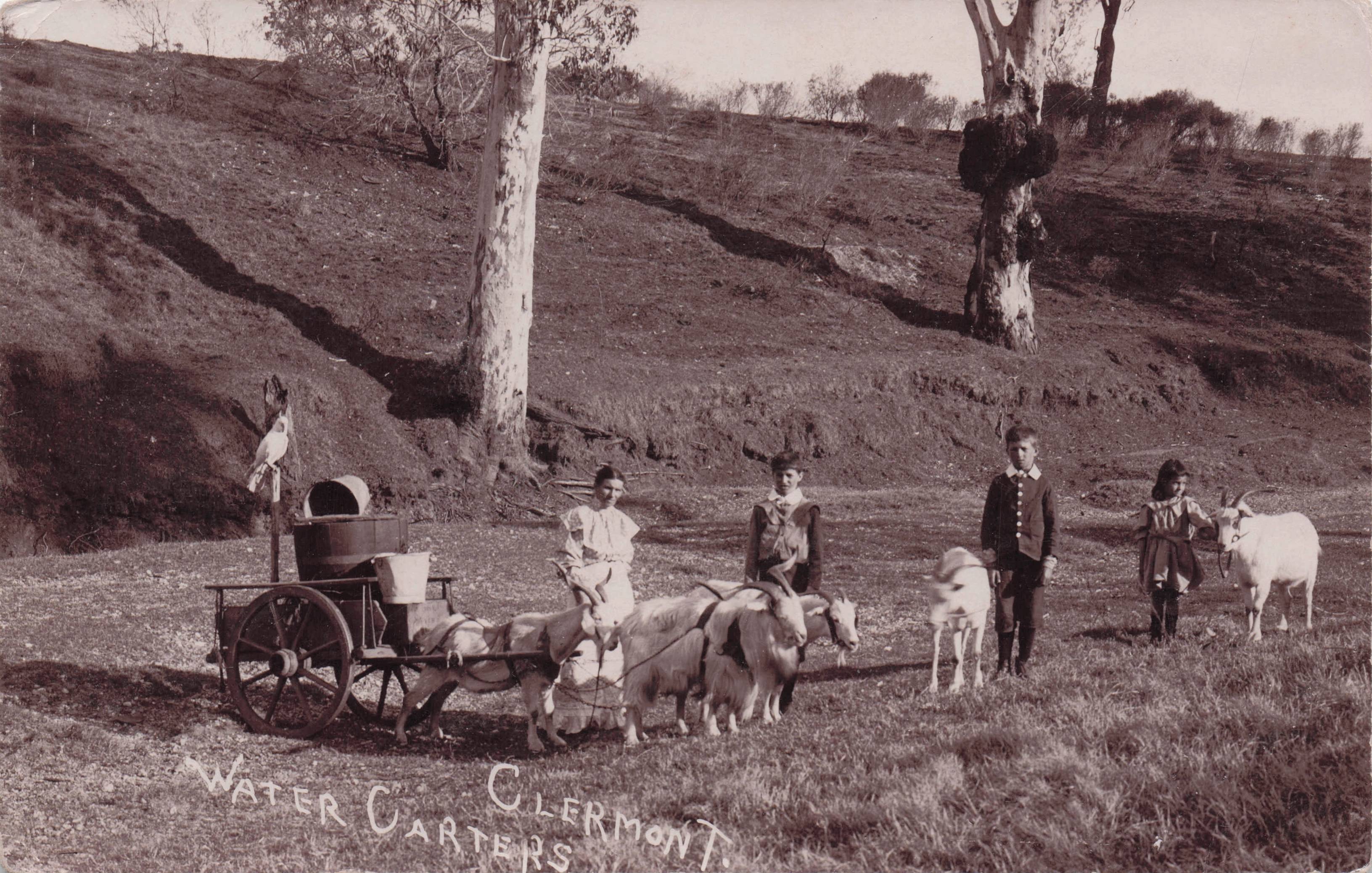 Clermont Water Carters Goats Queensland Australia Old RPC Postcard