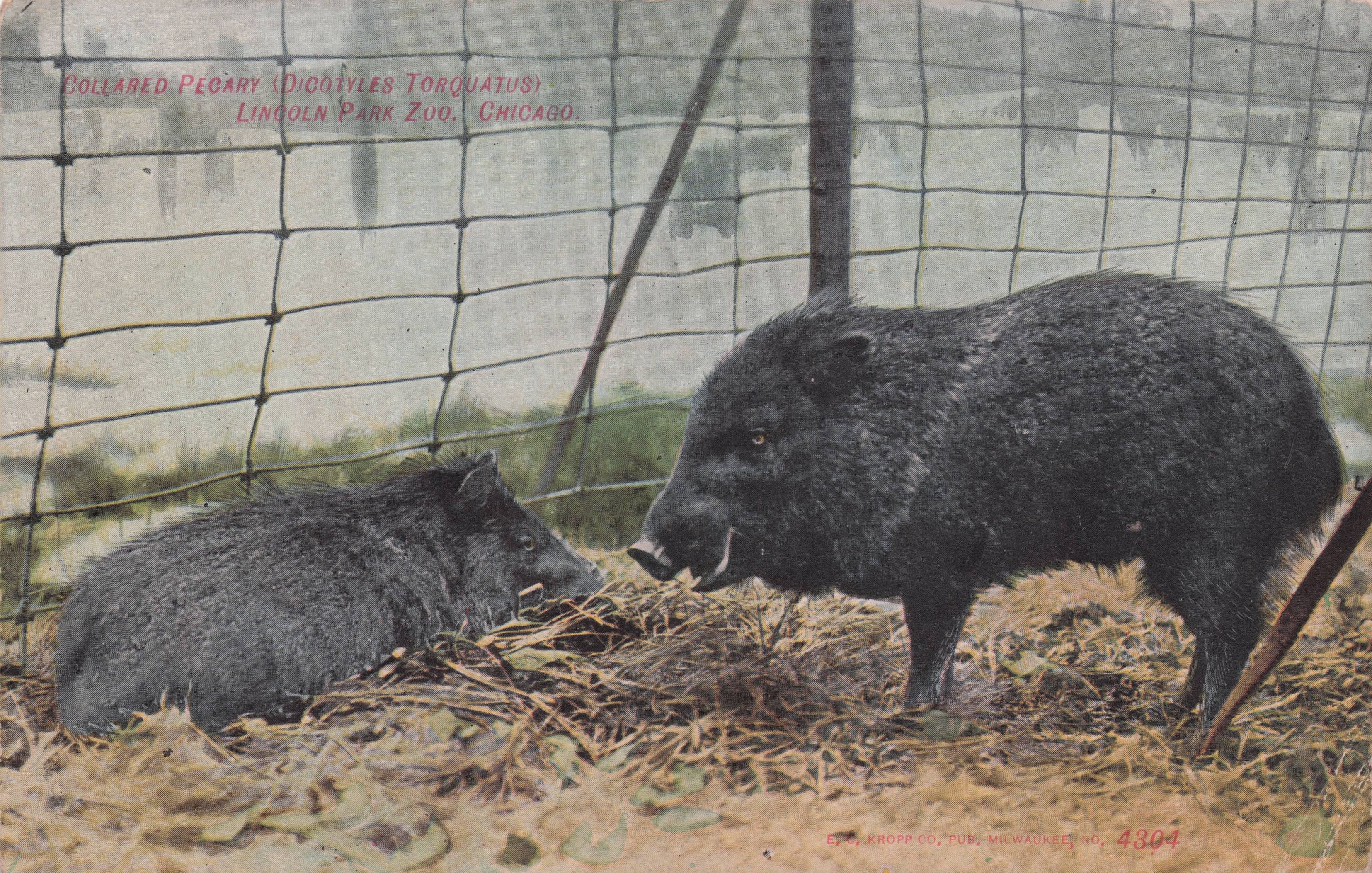 Collared Peccary at Lincoln Park Zoo Chicago Old Rare Postcard