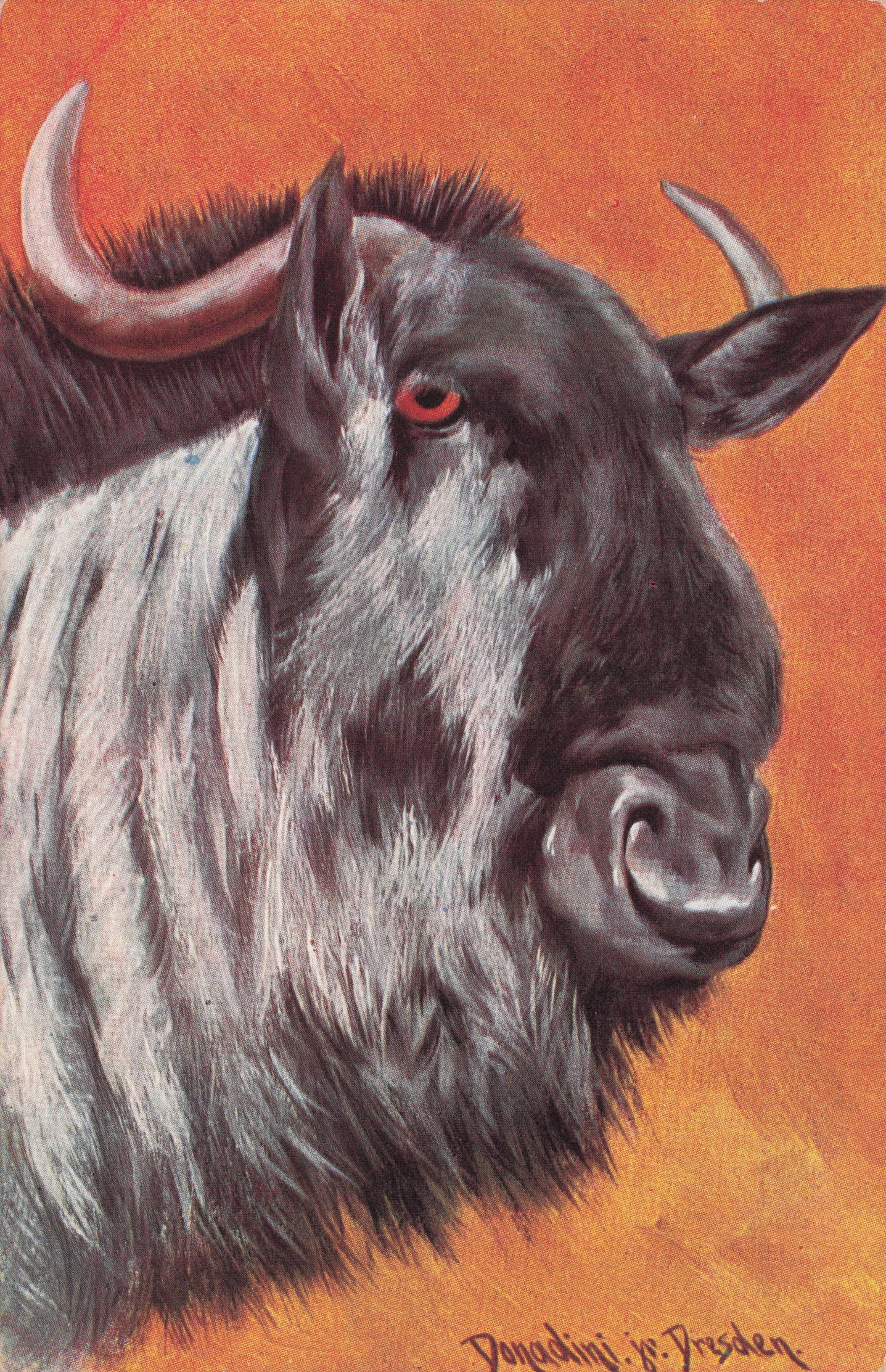 Donadini Dresden Old German Illustrator Bull Antique Painting Postcard
