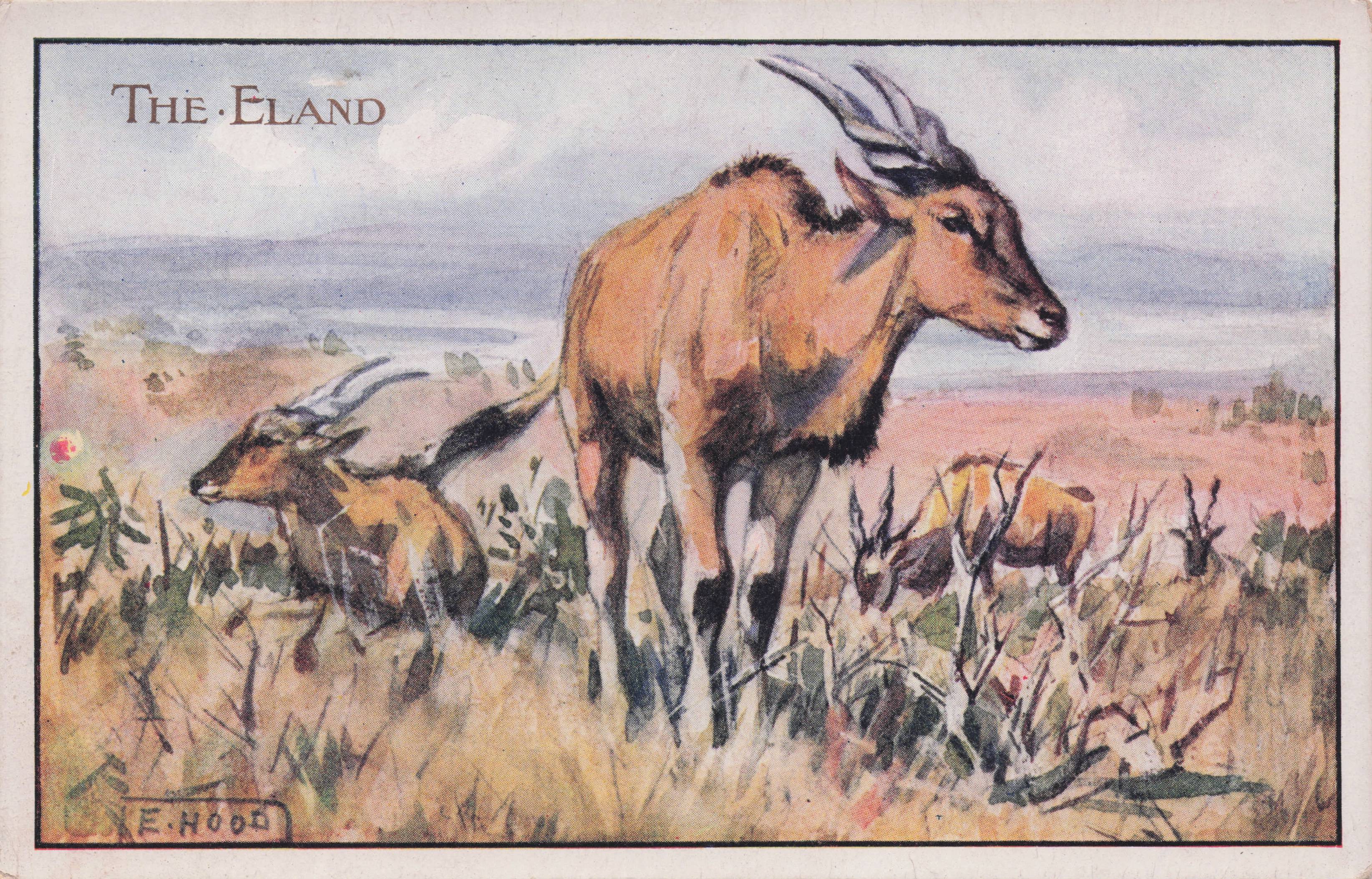 Eland Bull Antelope Humphrey Milford Antique Animal Rare Postcard