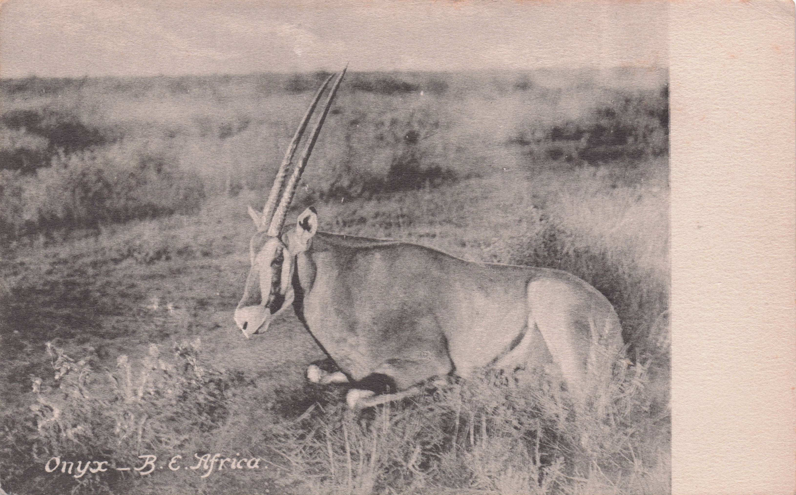 Onyx African Bull Antelope Giant Horns Antique Postcard