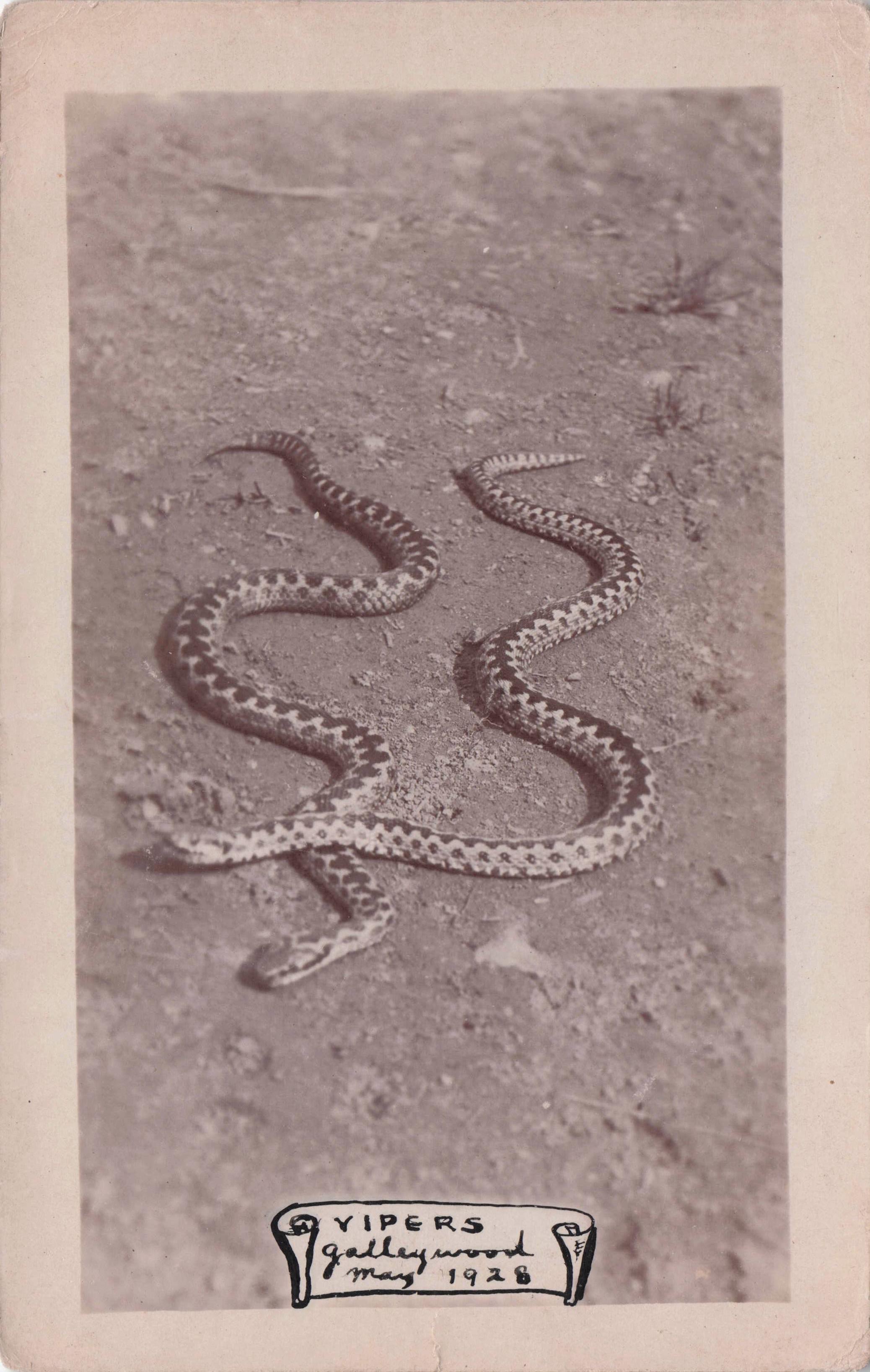1928 Vipers Hand Drawn Snakes Antique Real Photo Postcard