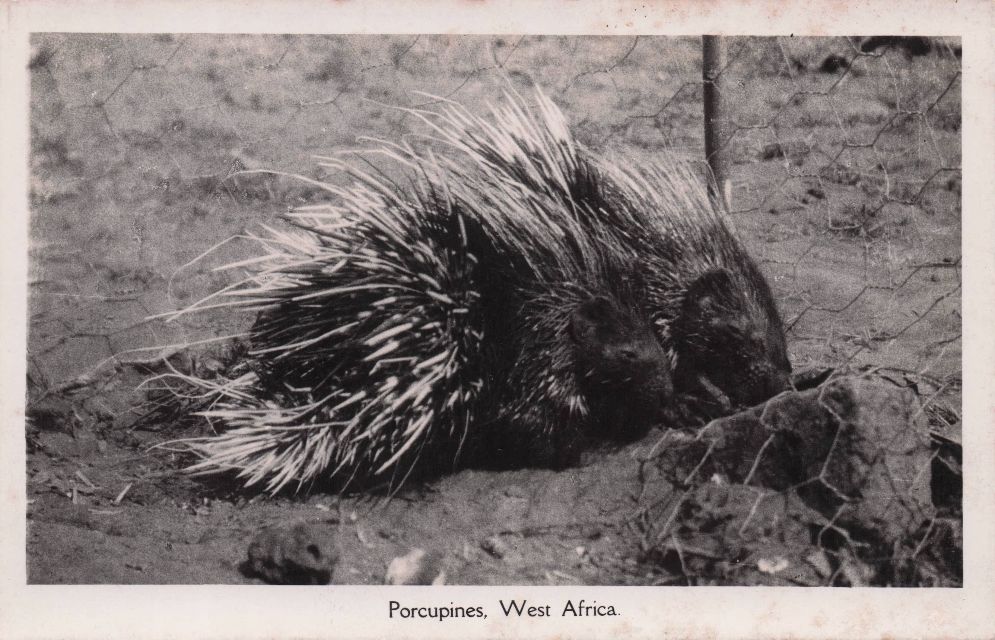 West Africa Porcupine Old Real Photo Postcard