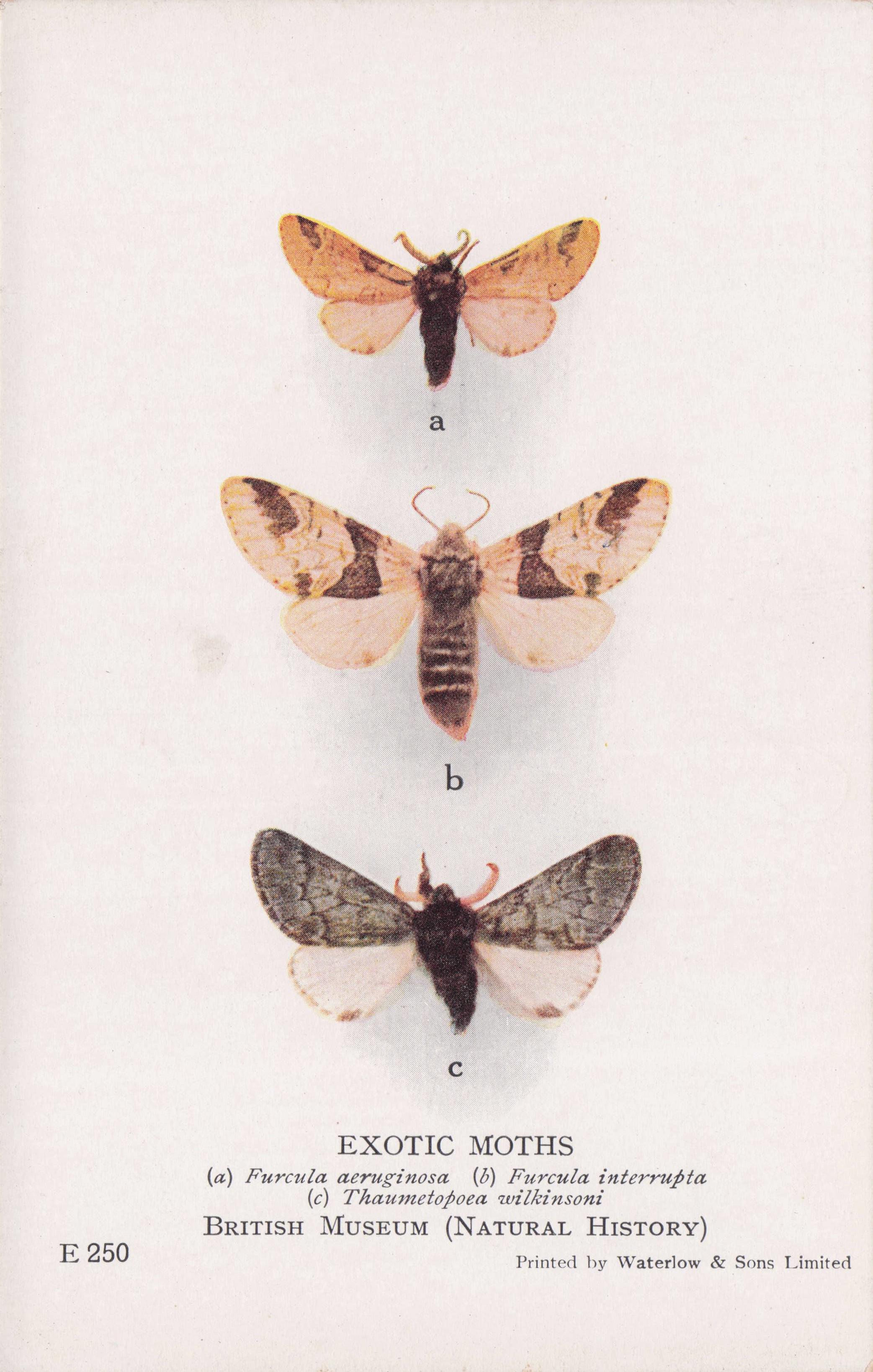 Exotic Moths Furcula Aeruginosa British Natural History Museum Postcard