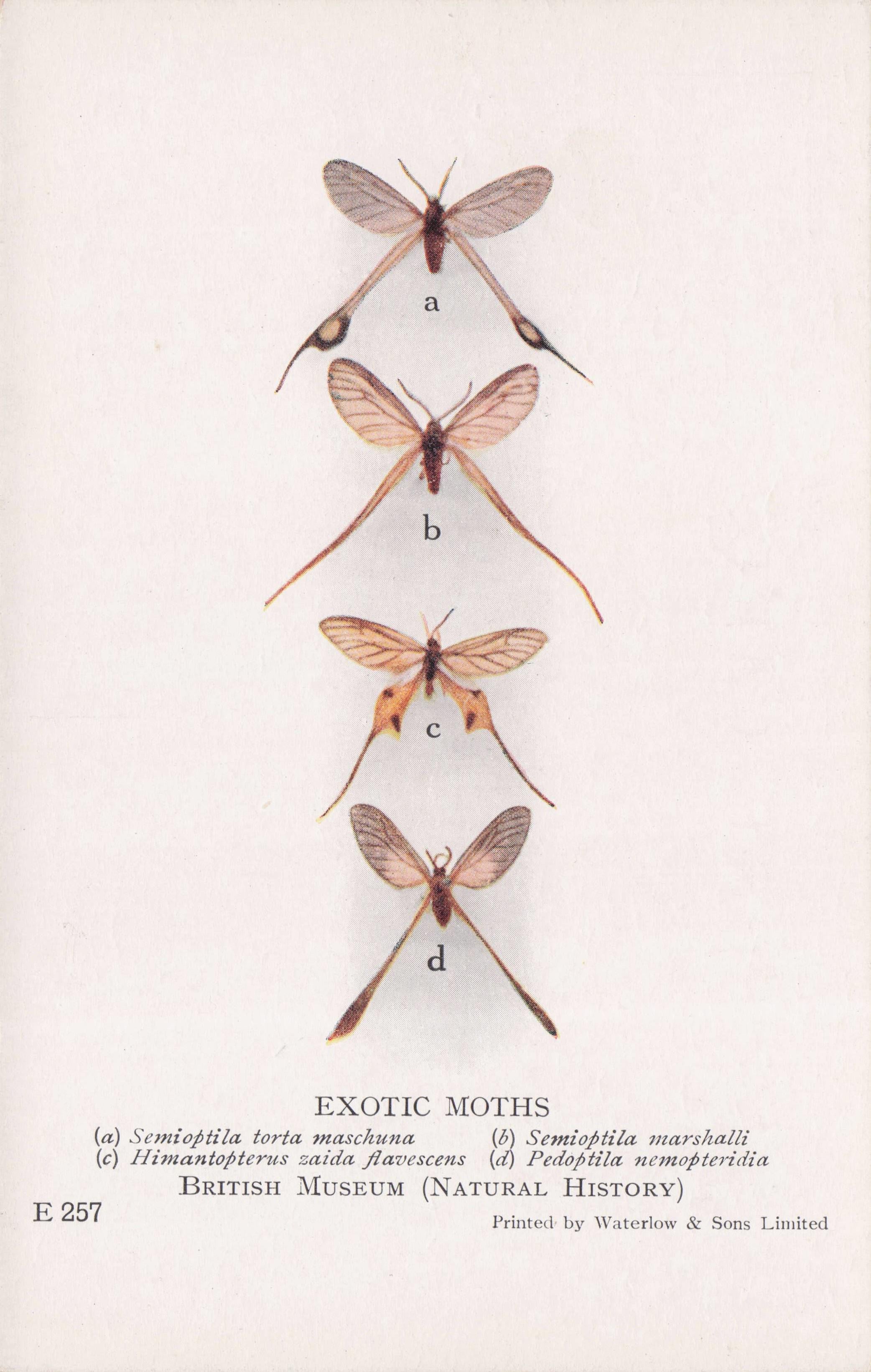 Exotic Moths Seioptila Marshalli British Natural History Museum Postcard