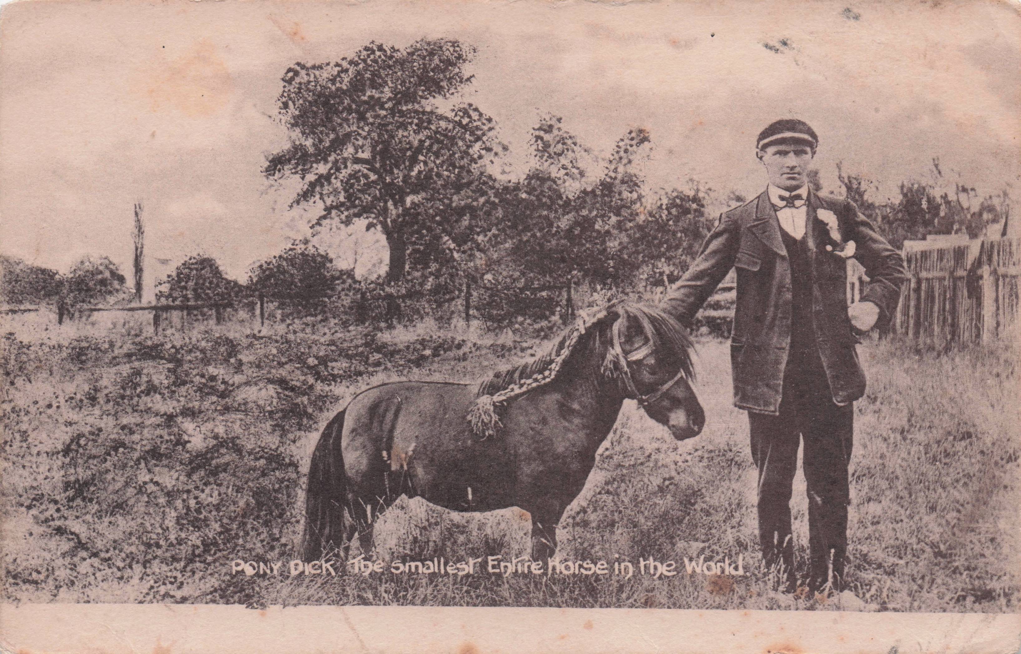 Pony Dick Robert Fossett's Circus Smallest Horse In World Old Postcard