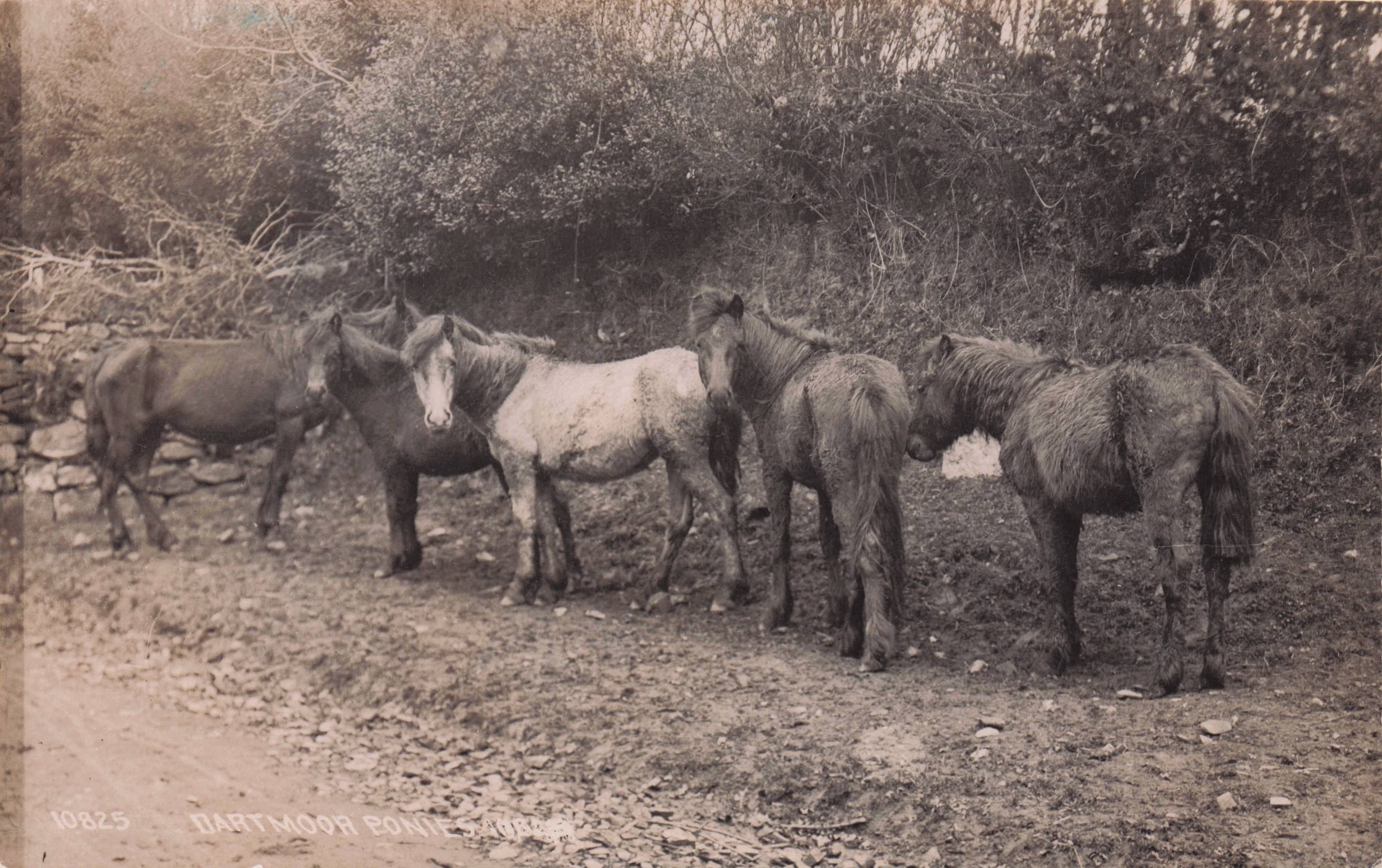Don't Sniff My Bum Ponies Pony Dartmoore Old Real Photo Postcard