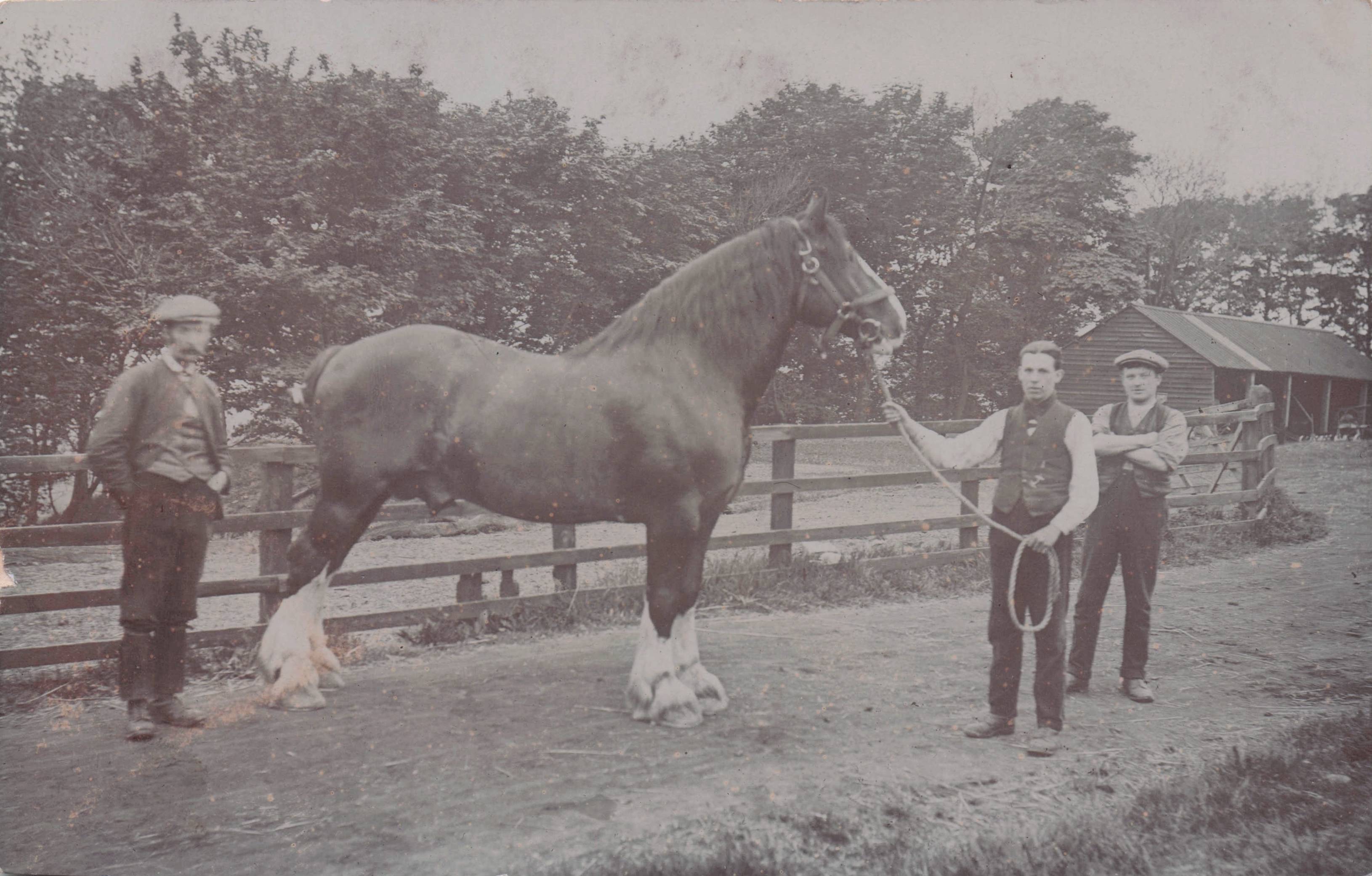 Unidentified Horse Stables & Grumpy Owner Trainers Old RPC Postcard
