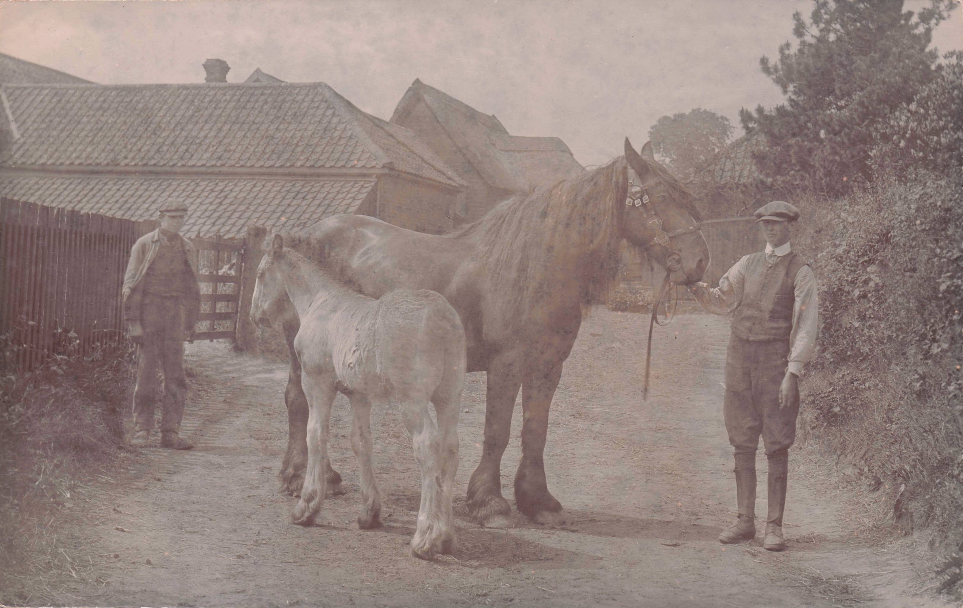 Pairing Horses at Stables Owner Antique Real Photo Postcard