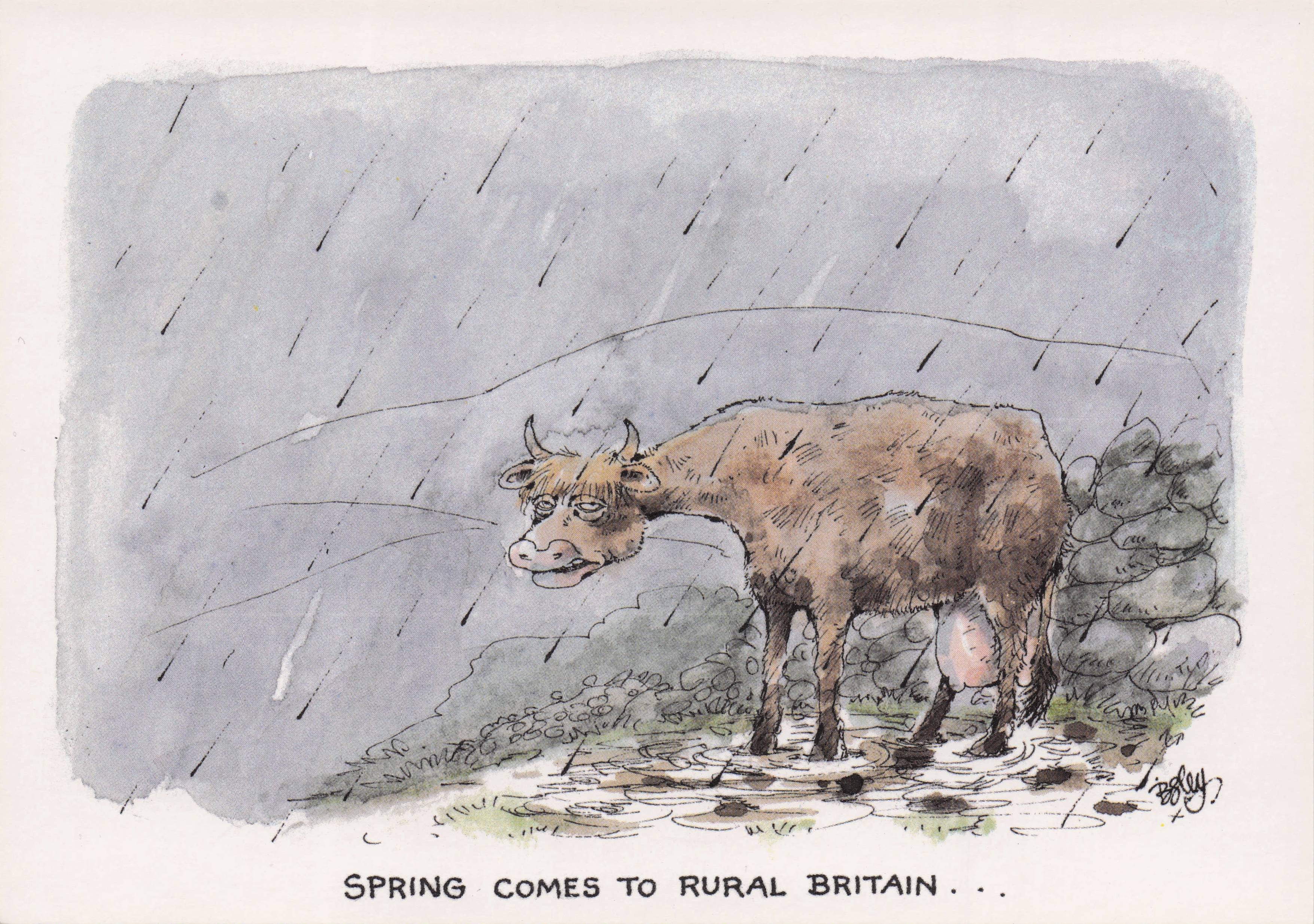 Cow Giant Udder Disaster Weather Rain Rural Britain Spring Comic Postcard