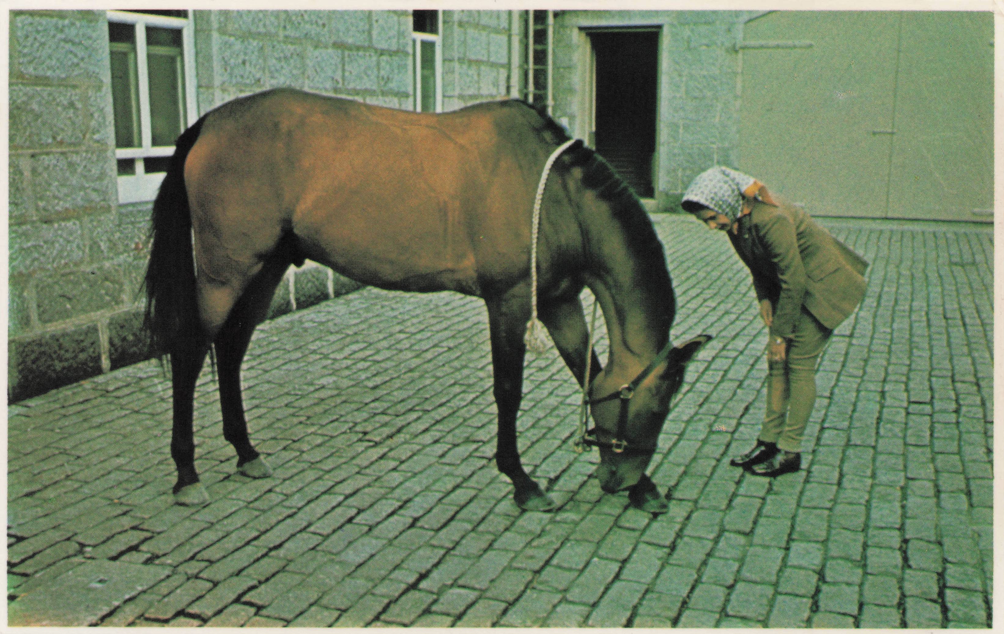 Queen Elizabeth II Horses Equestrian Sport Show Preparation Royal Photo Postcard