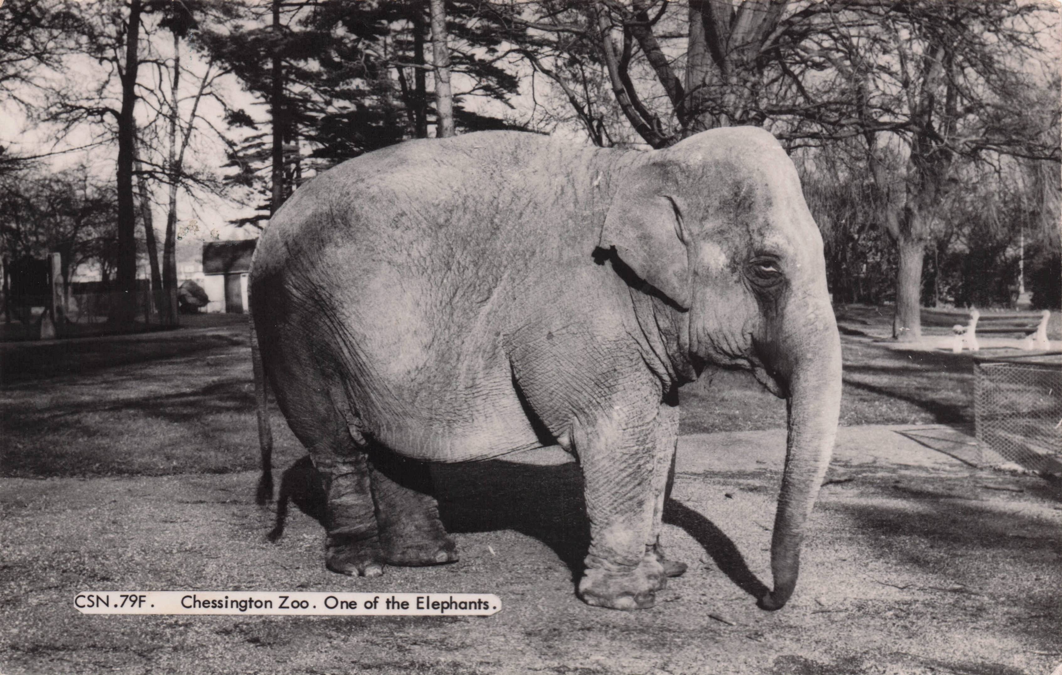 One Of The Elephants at Chessington Zoo Evil Eyes Rare Friths Antique Postcard
