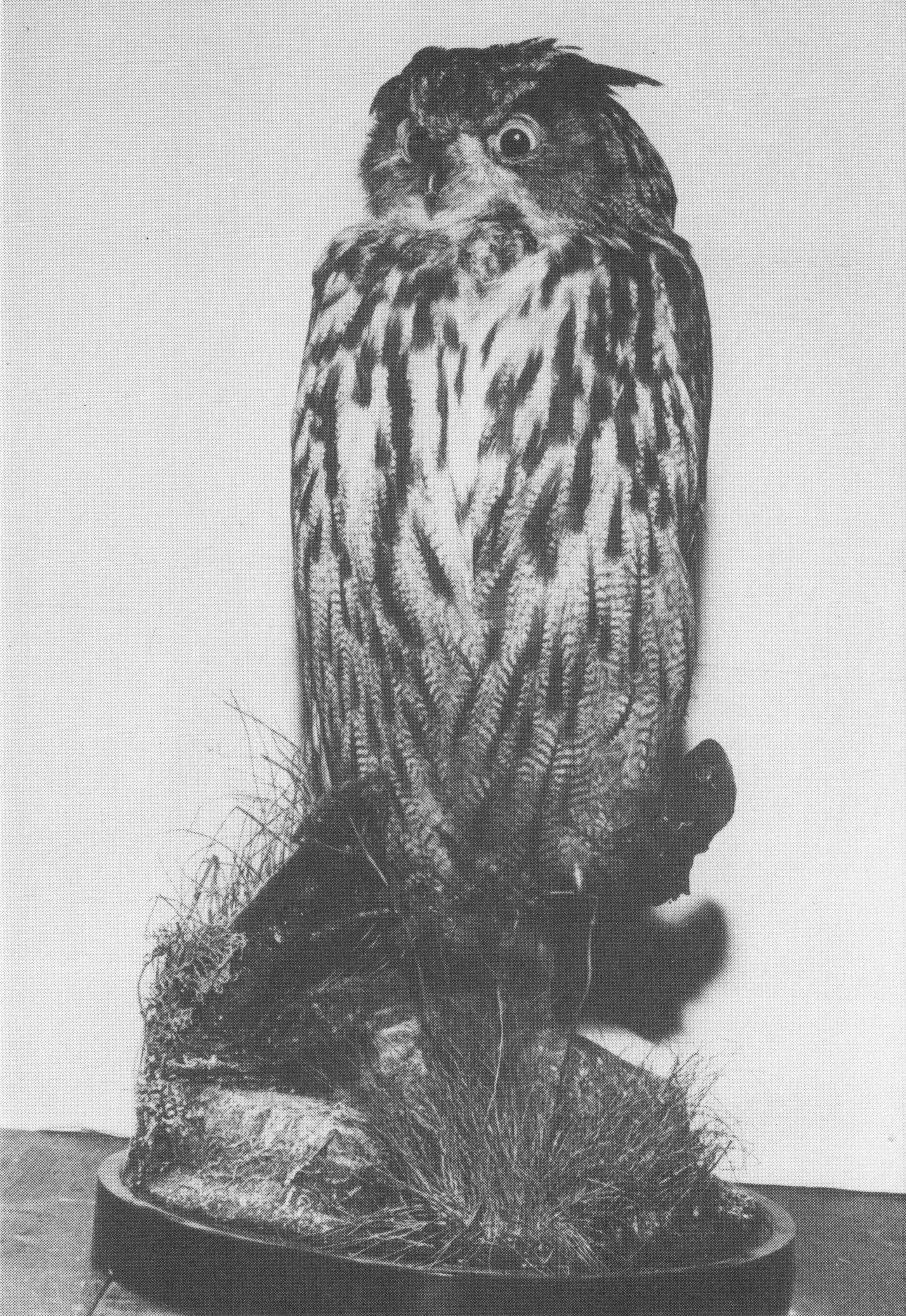 Taxidermy Stuffed Birds Owl Holmesdale Surrey Natural History Museum Postcard