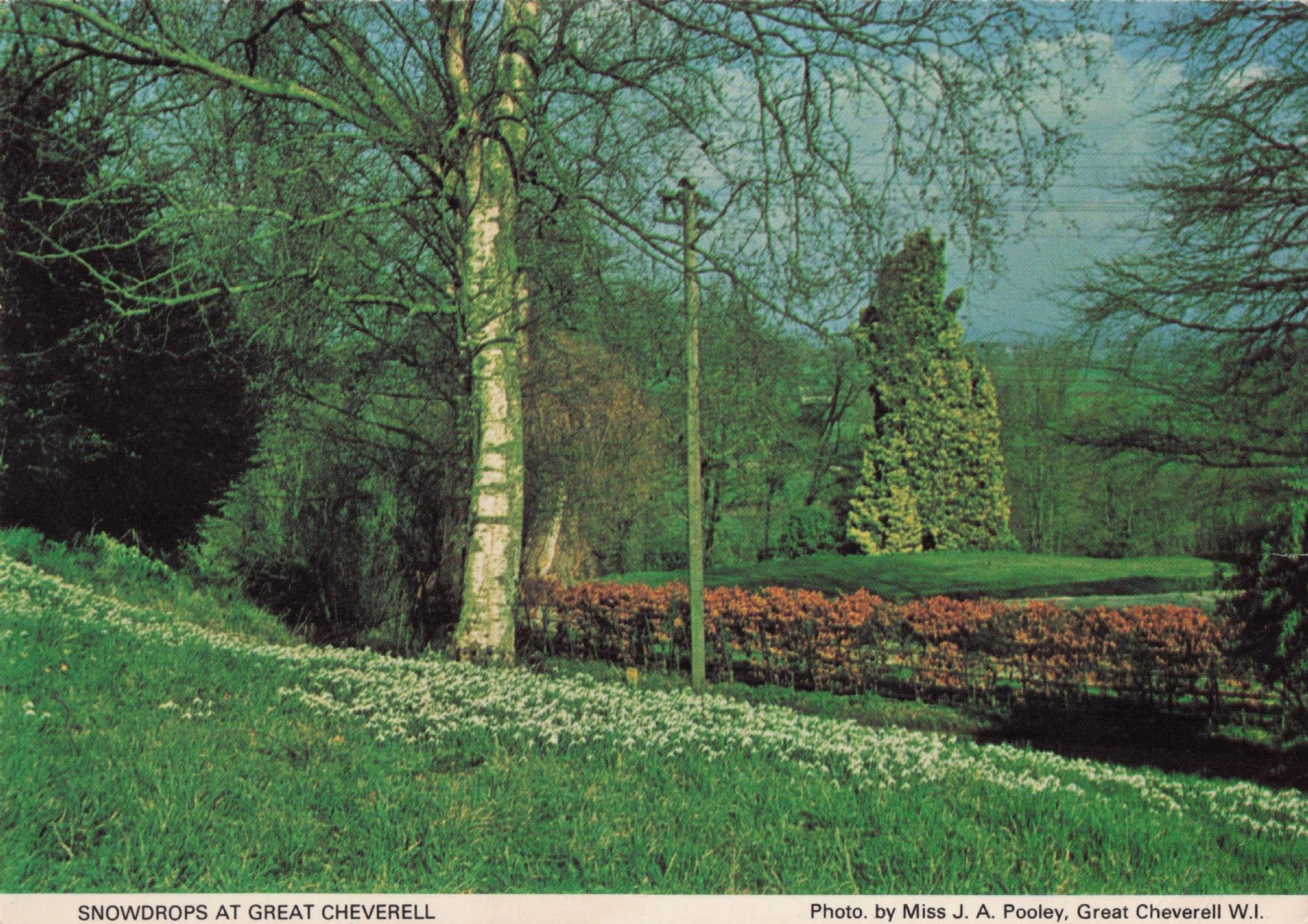 Great Cheverell Snowdrops Wiltshire Vintage Women's Institute Photo Postcard