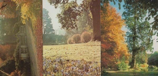 3x Autumn Sheffield Park Gardens Garden Sussex + Chinese Japan Maple Postcard s