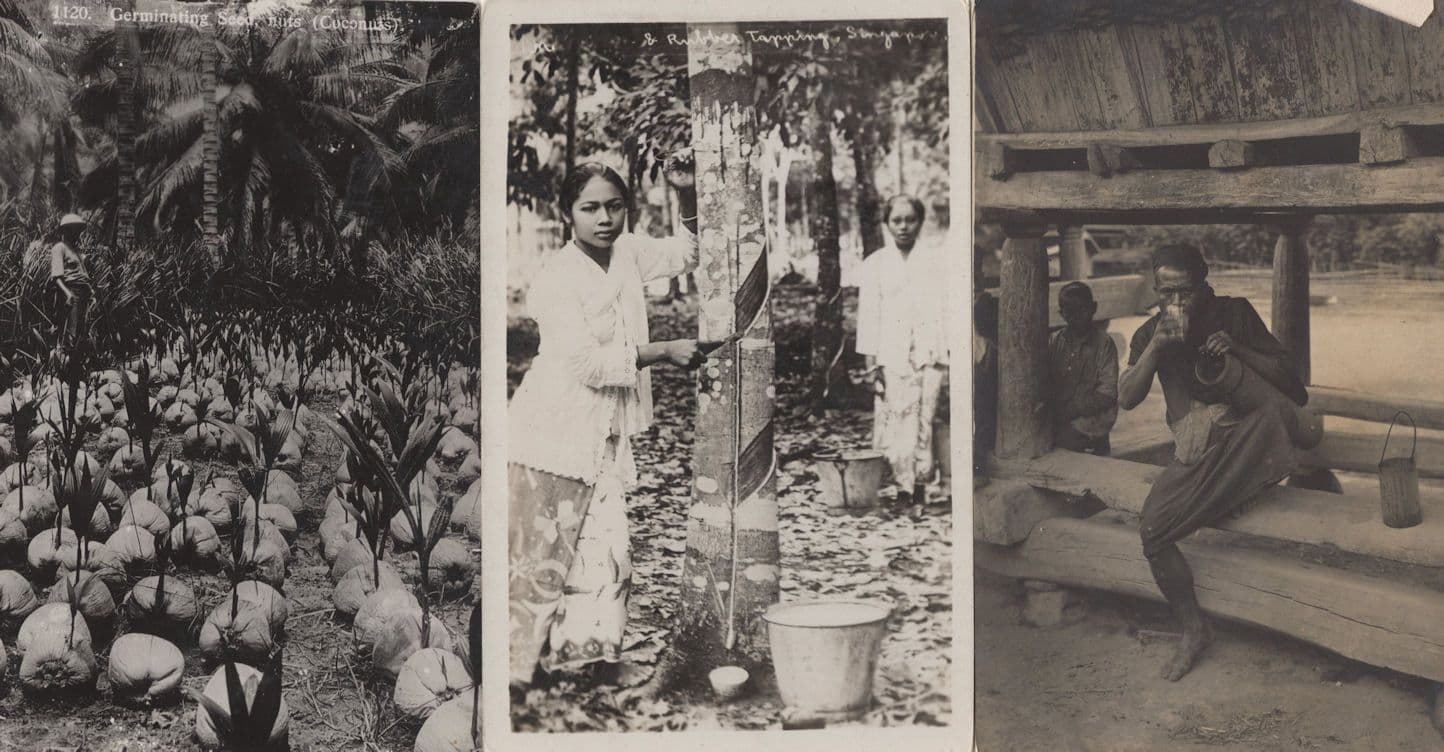 3x Rubber Tapping Indonesia Coconut Plants Old Postcard & More