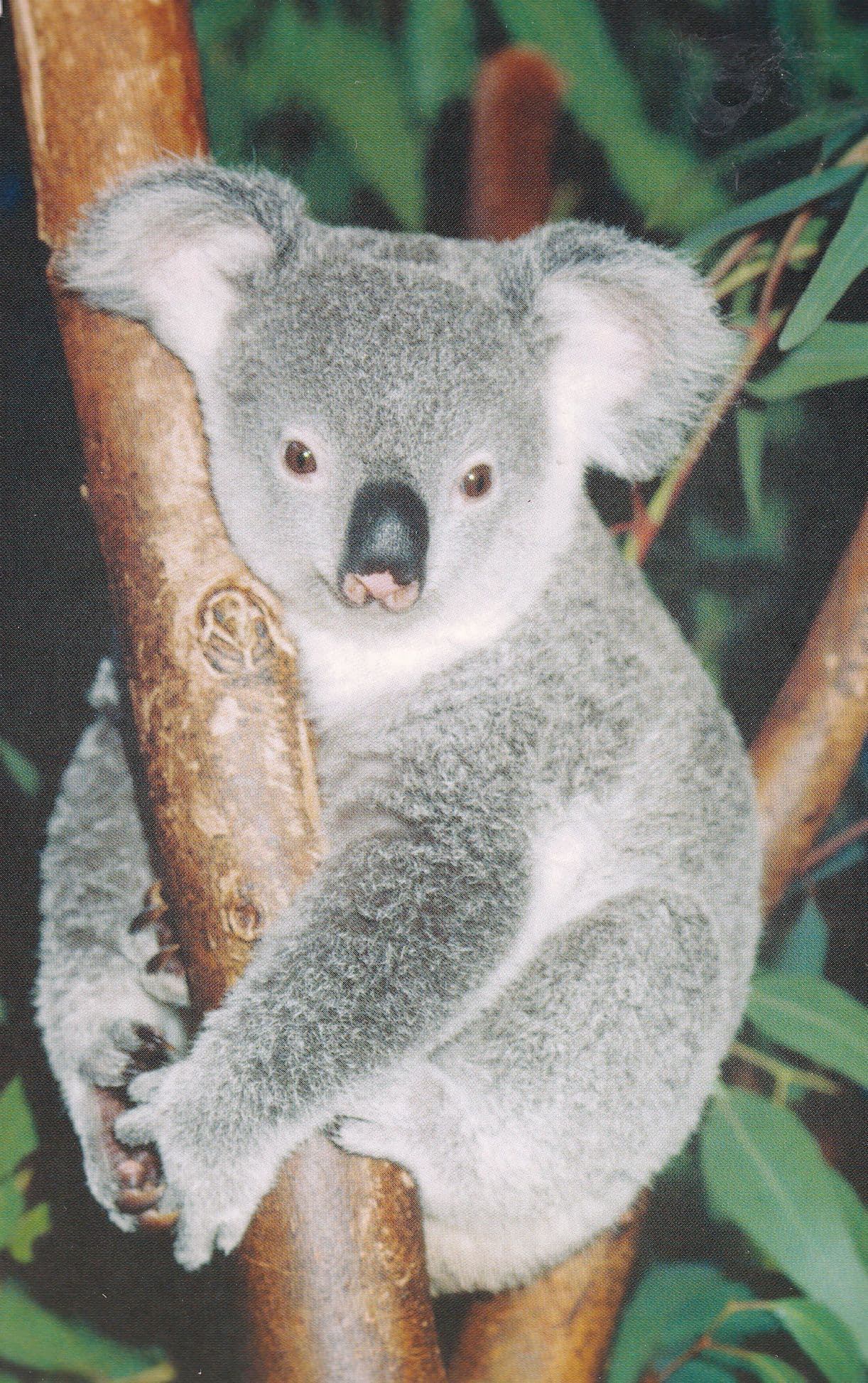 Koala Bear IFAW Rare Postcard