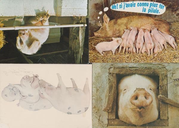 4x Pig Farm Farming Newly Born Piglets Comic Nose In Hall Pigs Postcard s