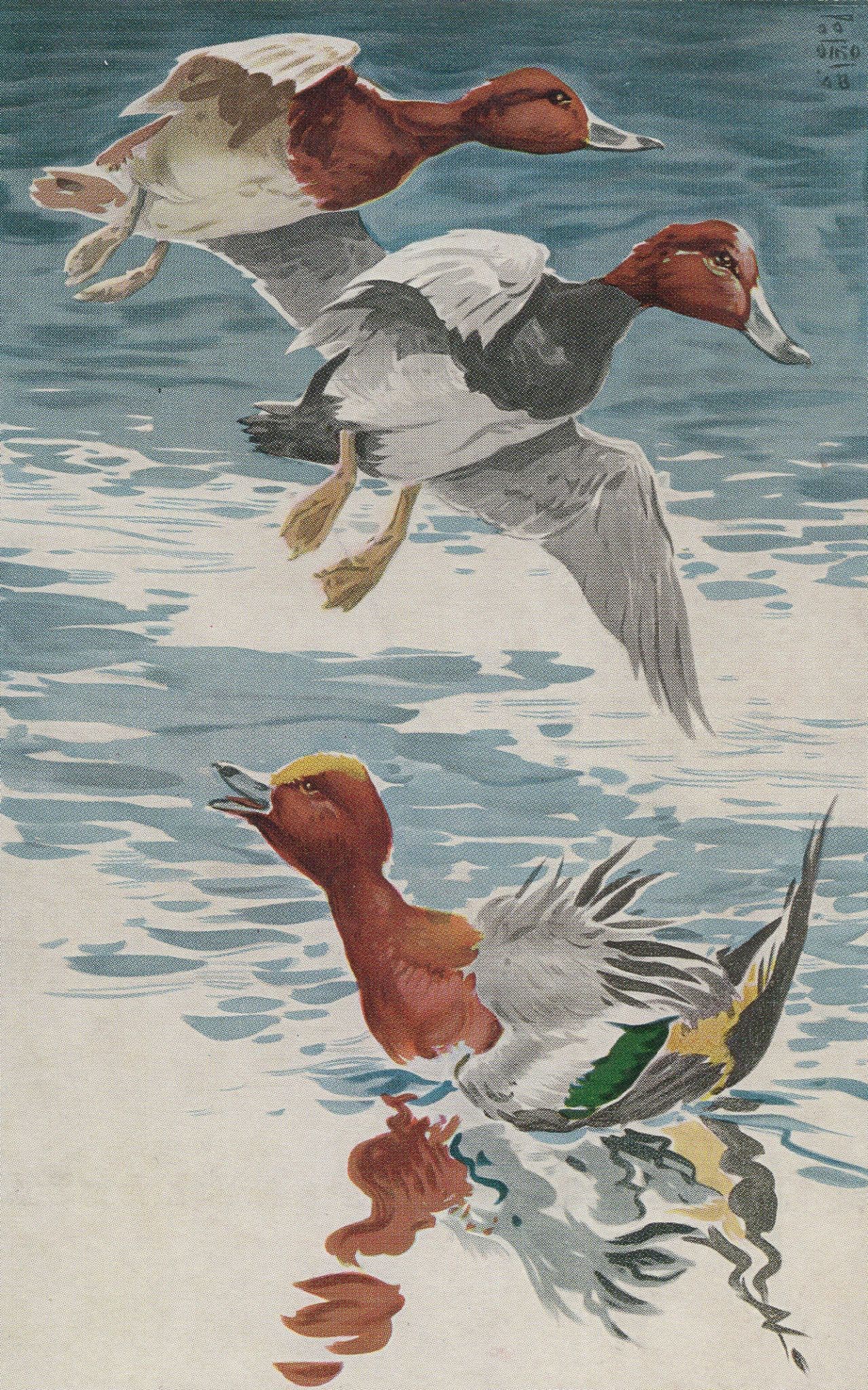 London Wild Birds 1940s Underground Traansport Poster Postcard