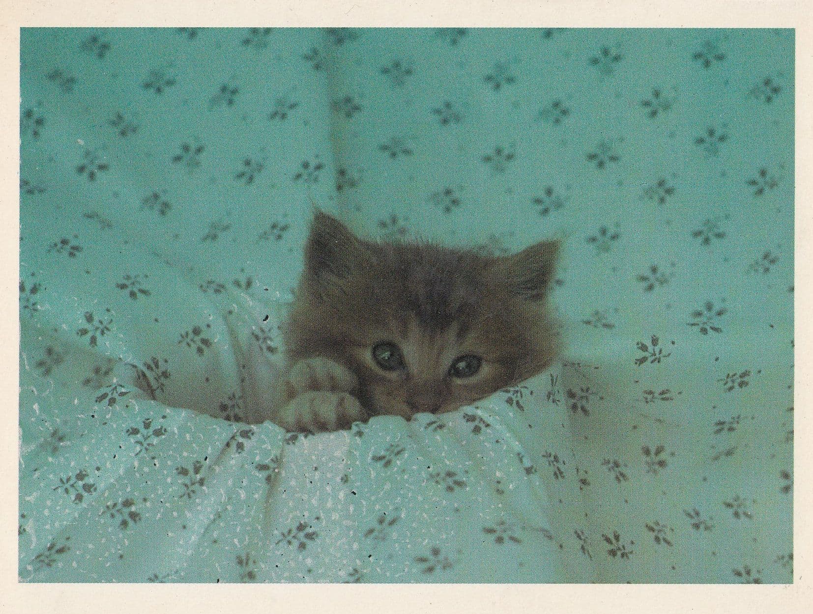 Miniature Tiny Kitten Stuck Trapped In Huge Blanket Hole Cute Cats Postcard