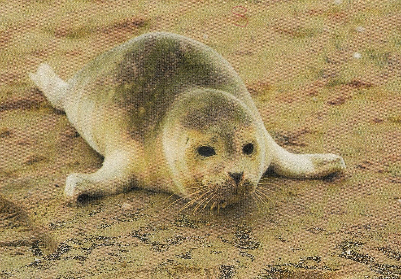 Seal Pup Blakeney Norfolk Postcard