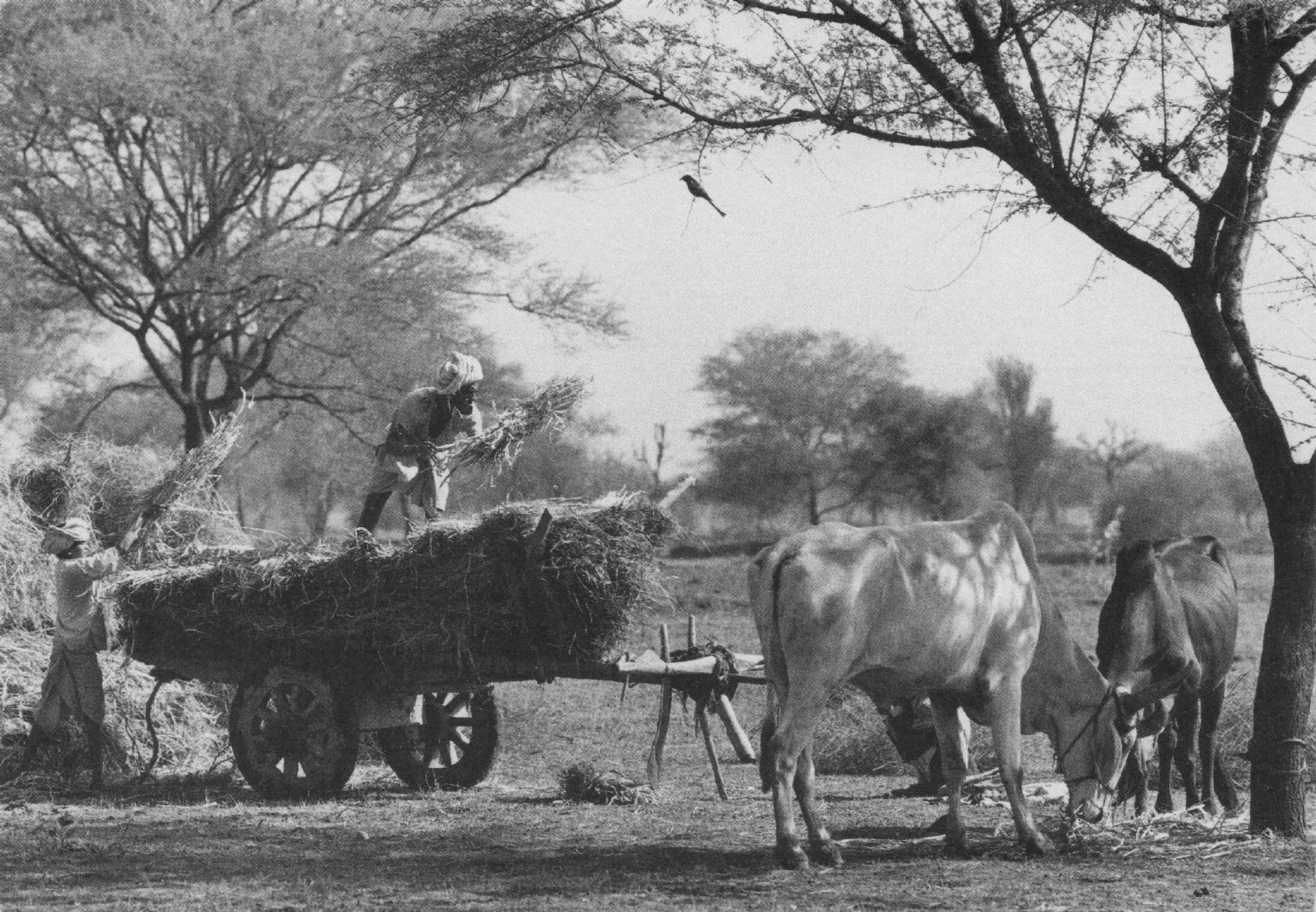 Farming Near Tilonia Rajasthan India Photo Postcard