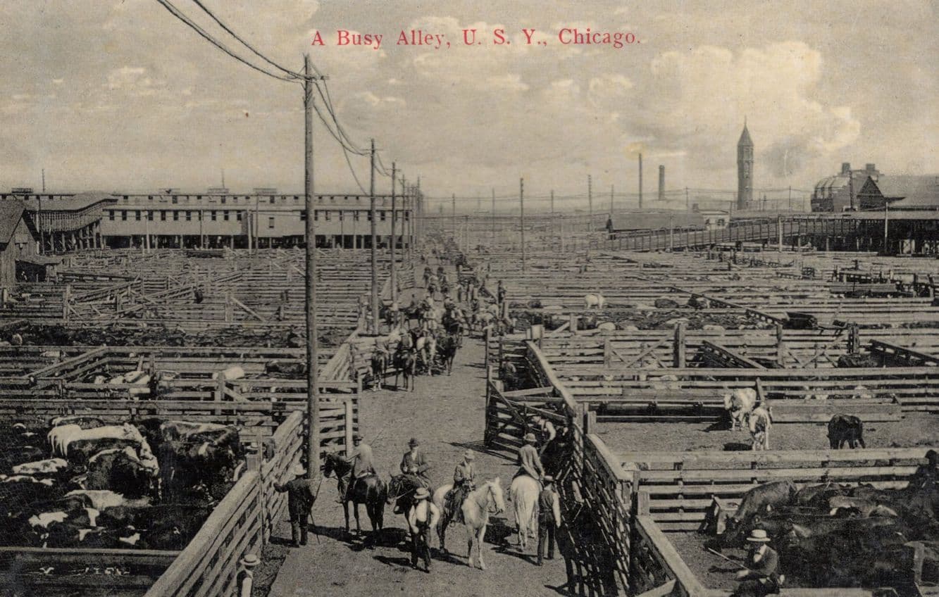 A Busy Alley Chicago New York Old USA Cattle Markets Postcard