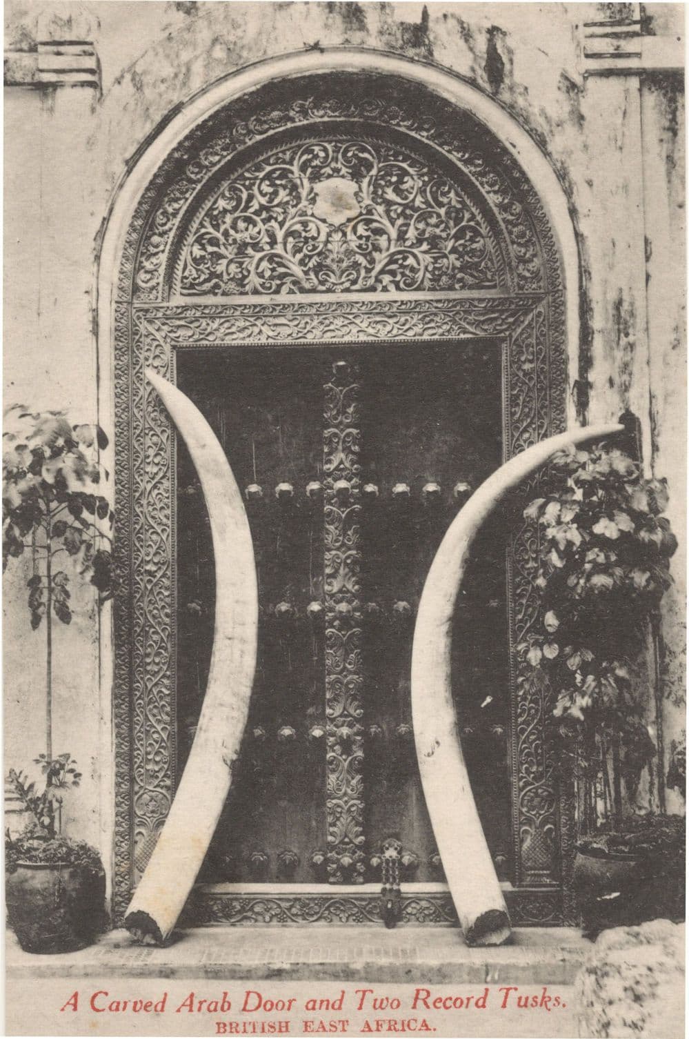 A Carved Arab Door Two Record Giant Tusks Africa Old Postcard