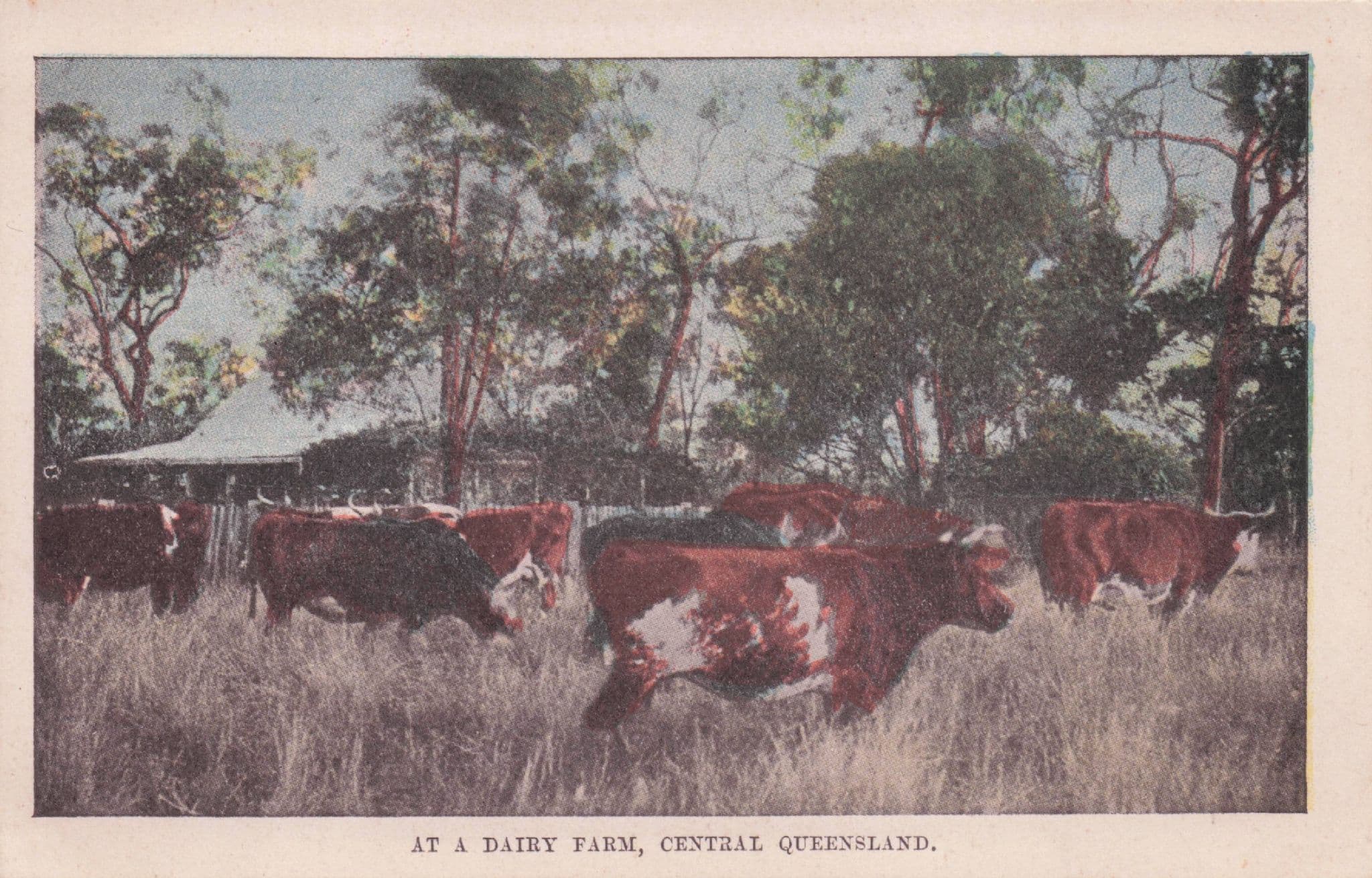 A Dairy Farm At Queensland Australia Farming Antique Postcard