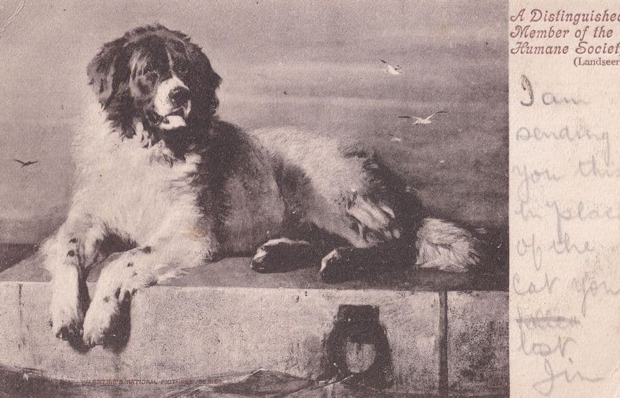 A Distinguished Member Of The Humane Society Dog Old Postcard