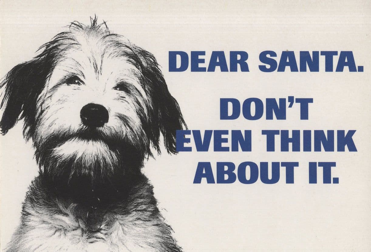 A Dog Is For Life Christmas Comic Warning Canine Society Postcard