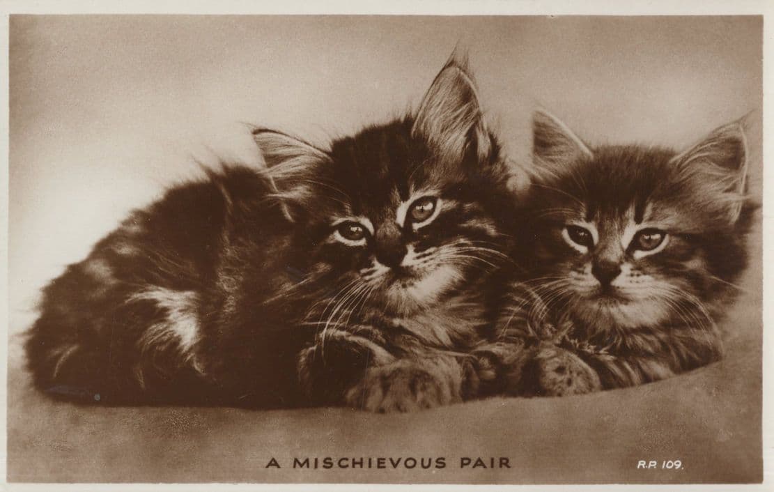 A Mischievous Pair Beautiful Kitten Cat Valentines Old RPC Postcard